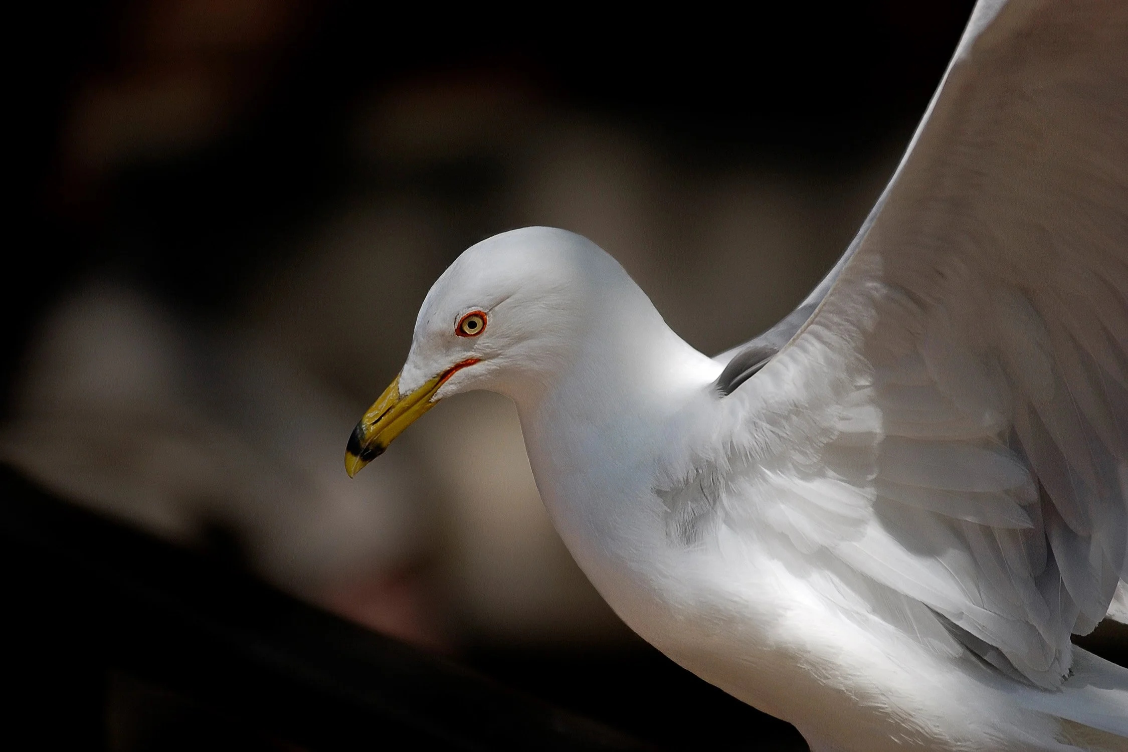 2006-06-04.2714 8x12 Print.jpg