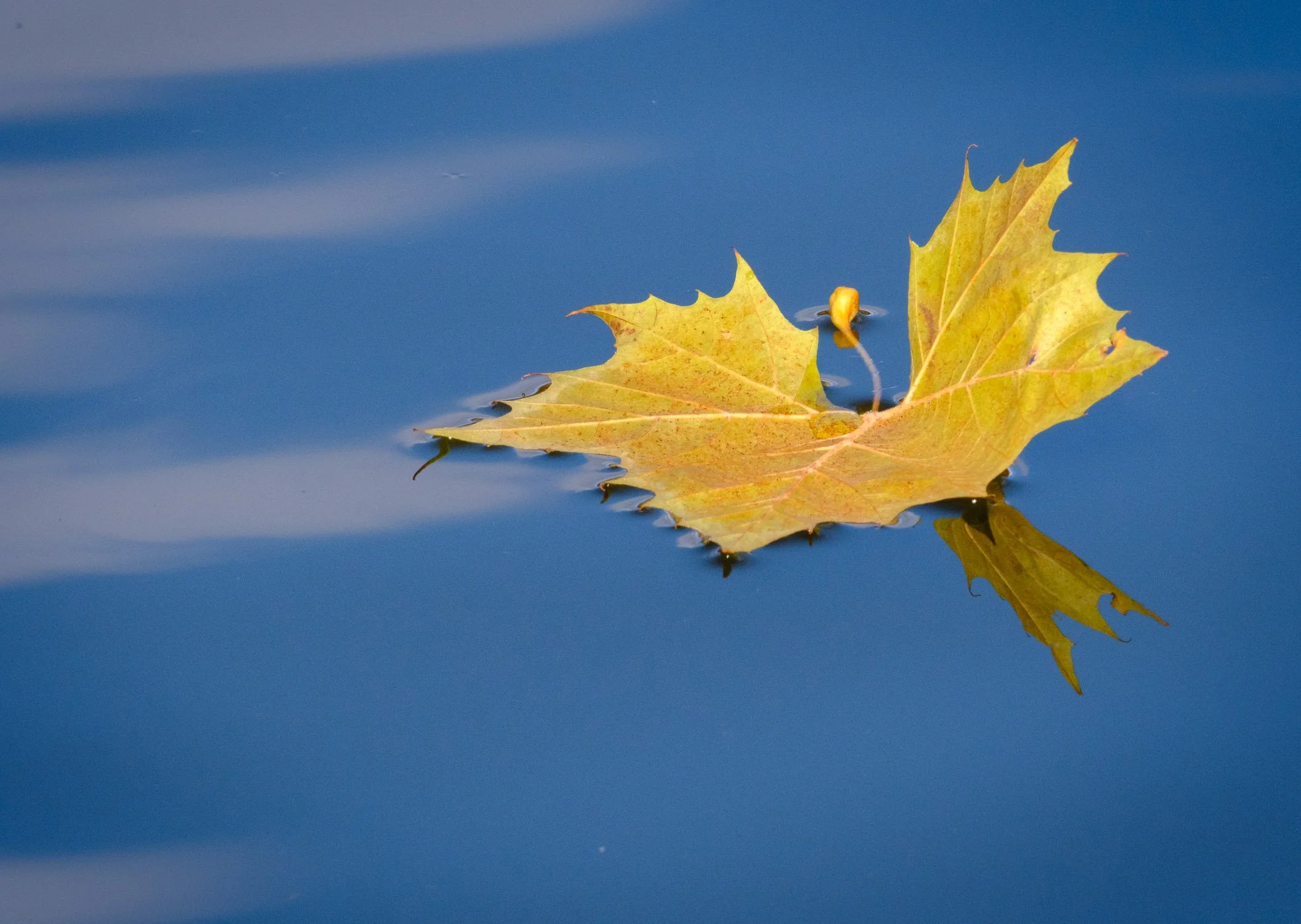 A yellow maple leaf floating on a calm blue water surface, with its reflection visible.