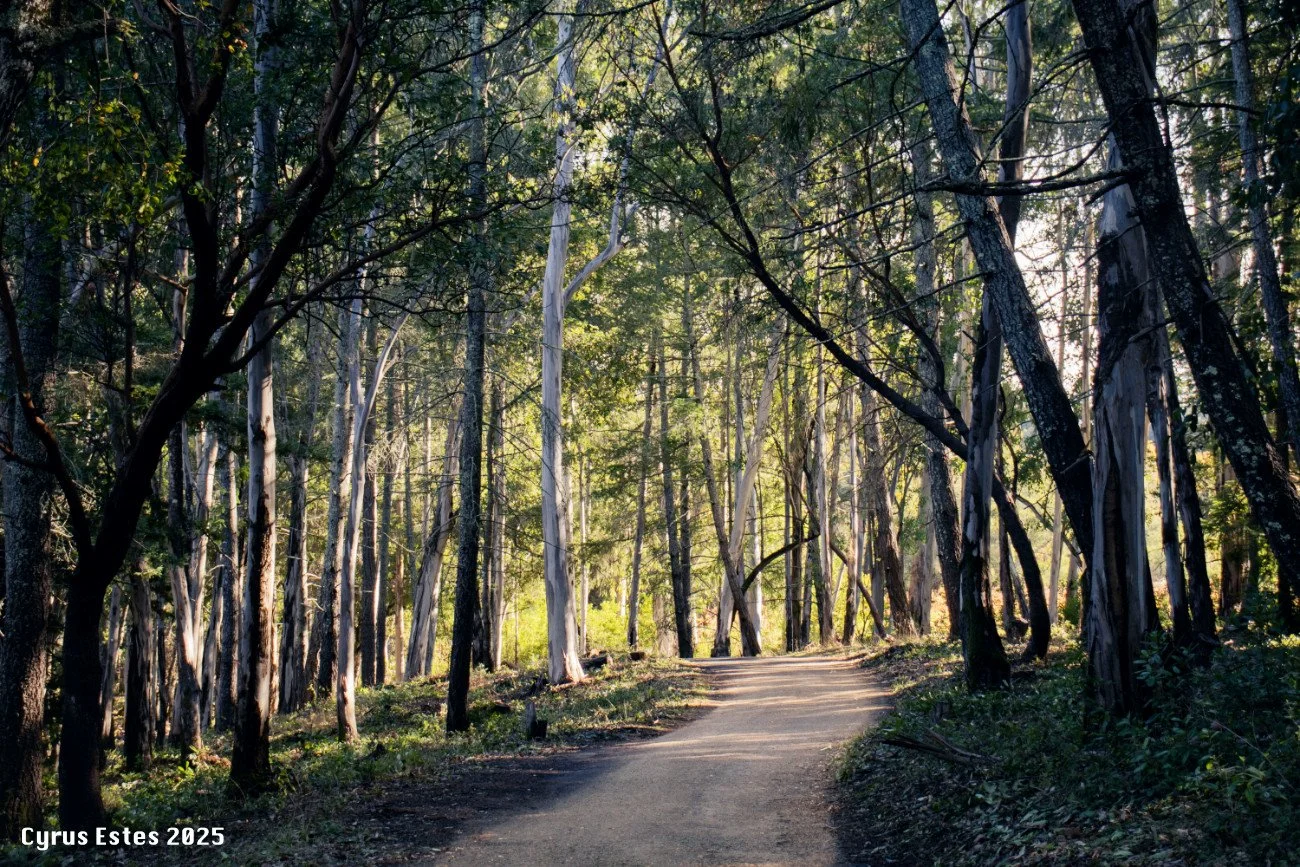 Jack London State Park, California. Canon T8i. Digital.