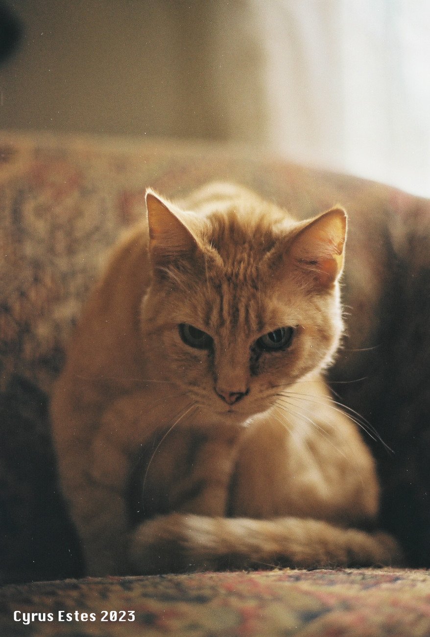 My old cat, Ichabod II, from my first roll of film. Olympus OM-1, Kodak Gold 200 35mm film.