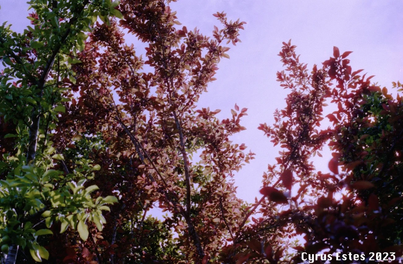 Leaves at Dusk. Olympus OM-1, Cinestill 400D 35mm film.