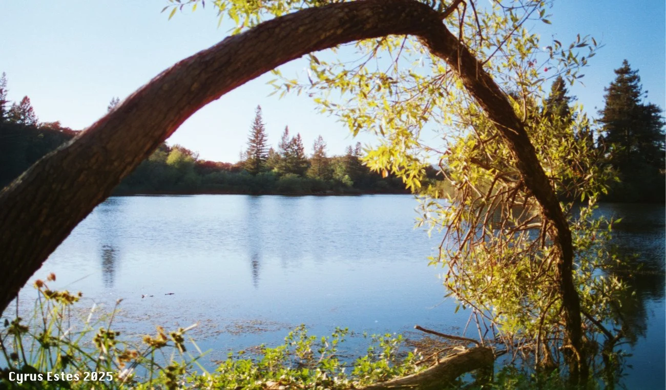 Spring Lake, California. Olympus OM-10, Cinestill 400D 35mm film.