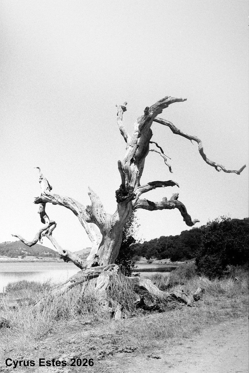 California. Pentax Program Plus. Cinestil XX 35mm film.