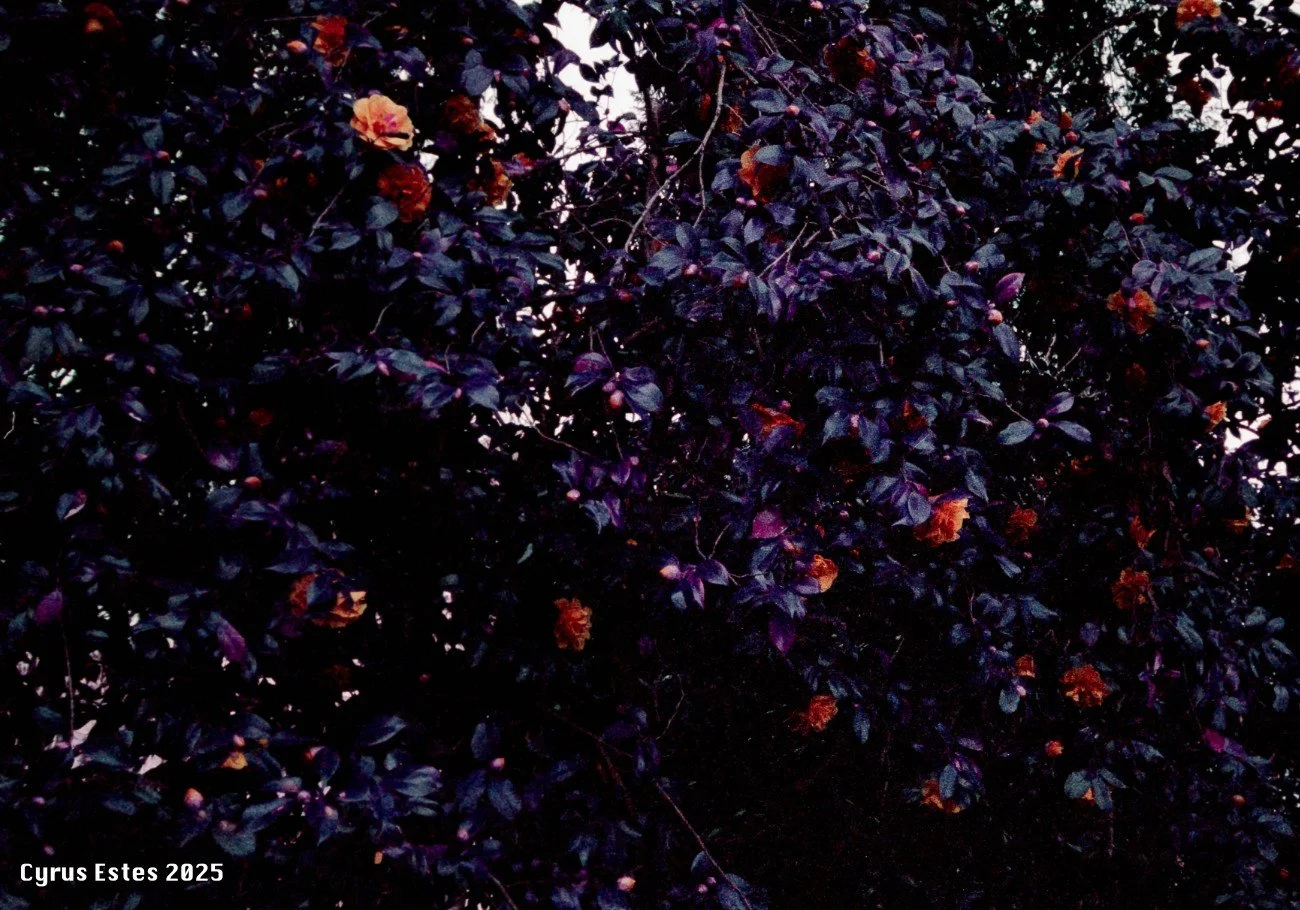 Healdsburg, California. Ricoh YF-20, Lomography Purple 35mm film.