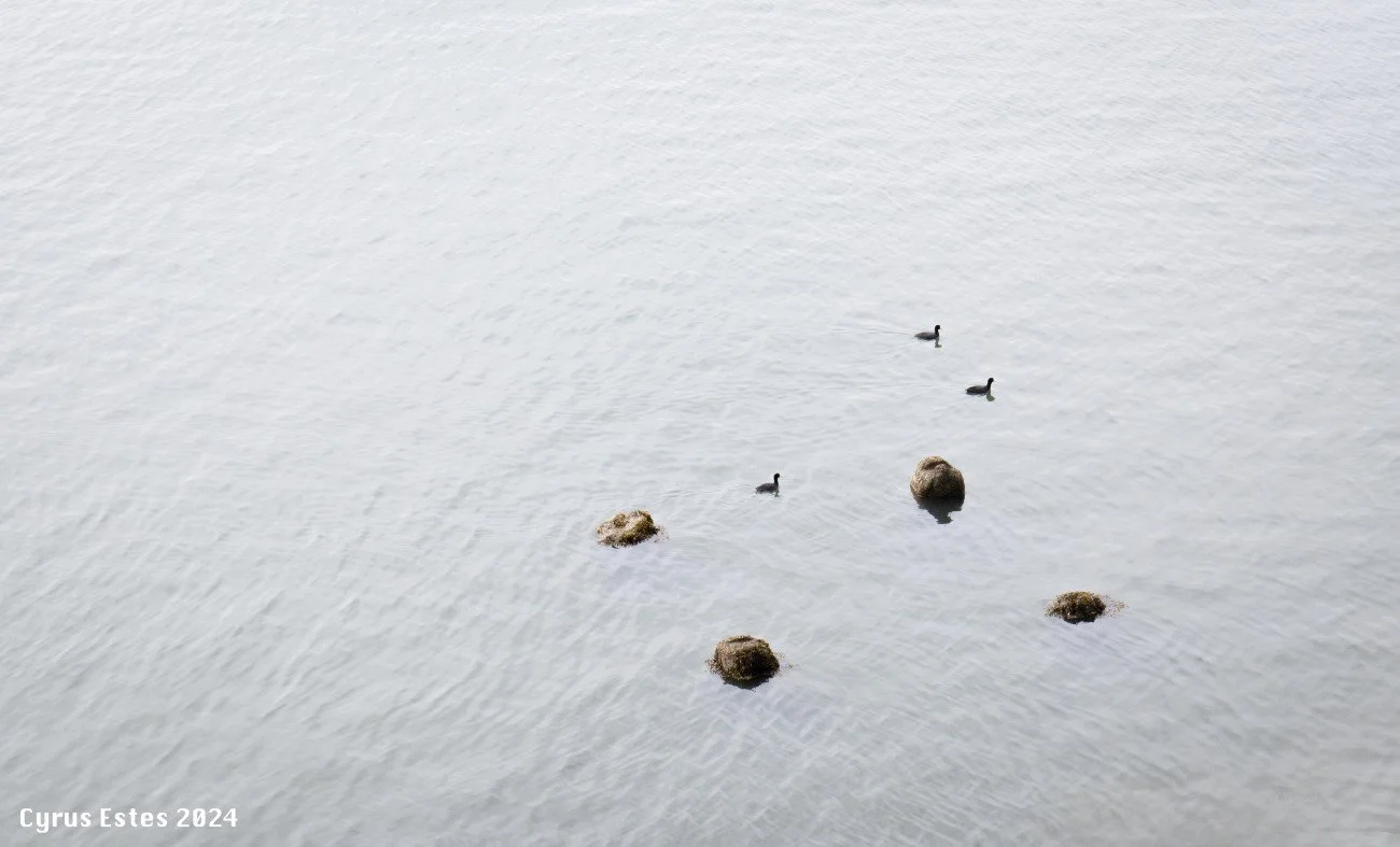 Birds in Bodega Bay, California. Canon T8i. Digital.
