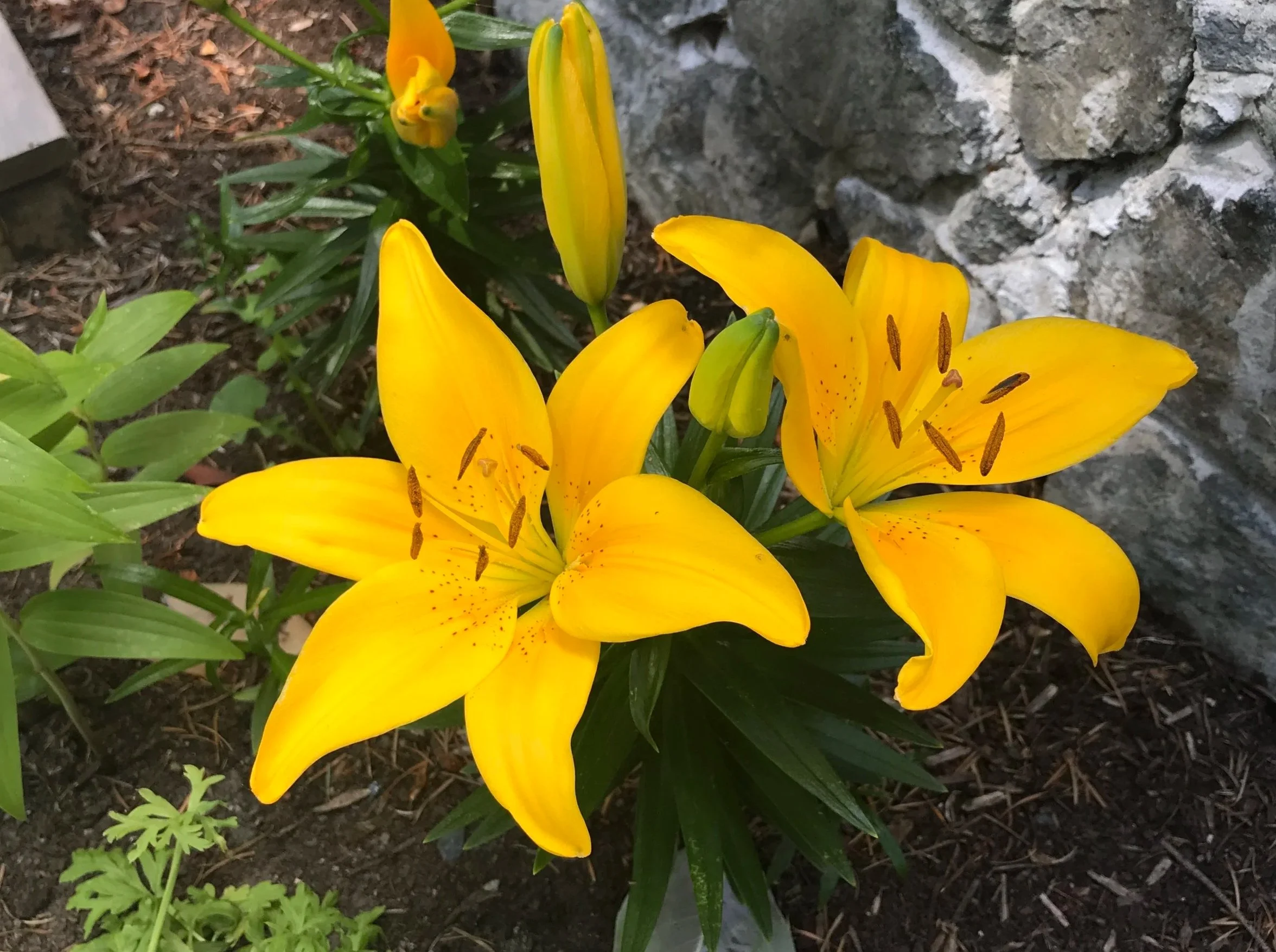 2019-06-15+13.42.08.jpg