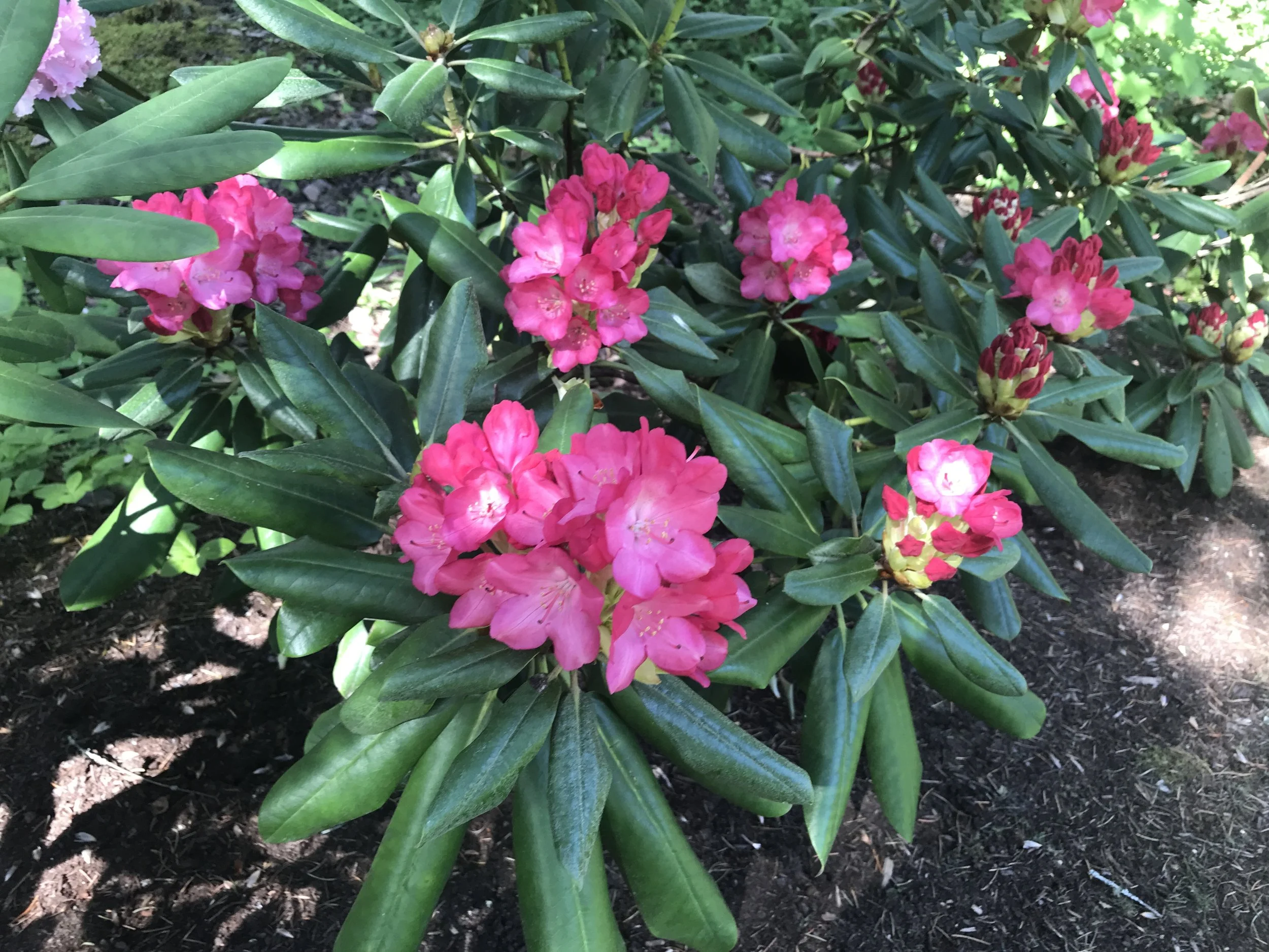 2019-05-11 10.30.08.jpg