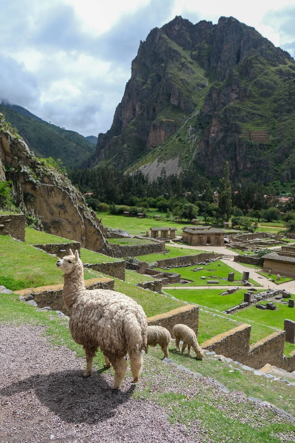 Alpacas standing on grassy terrain overlooking ancient ruins at Machu Picchu with green mountains and cloudy sky in the background.