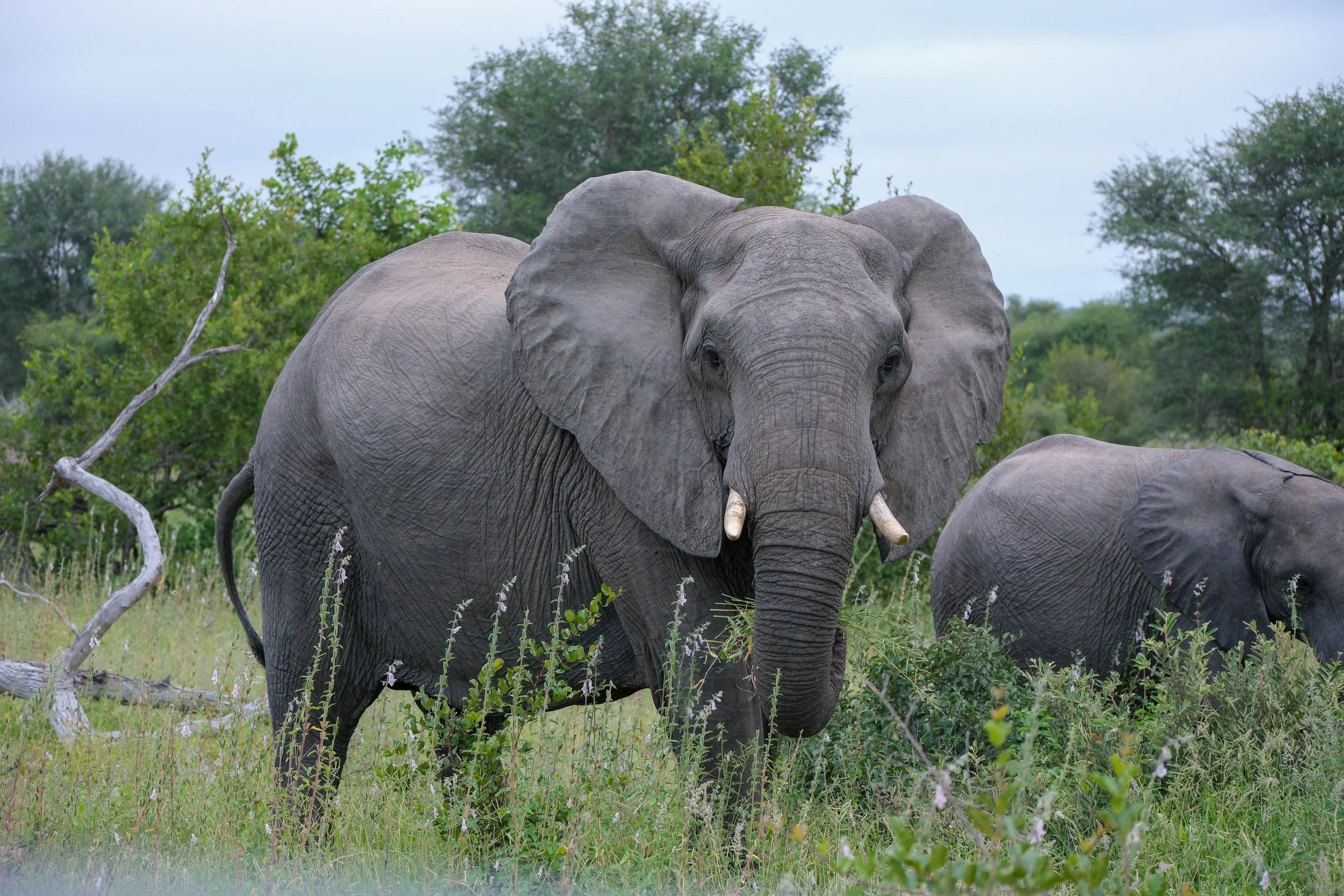 A large adult elephant standing in a grassy area with another elephant partially visible nearby, surrounded by trees and bushes under a cloudy sky.