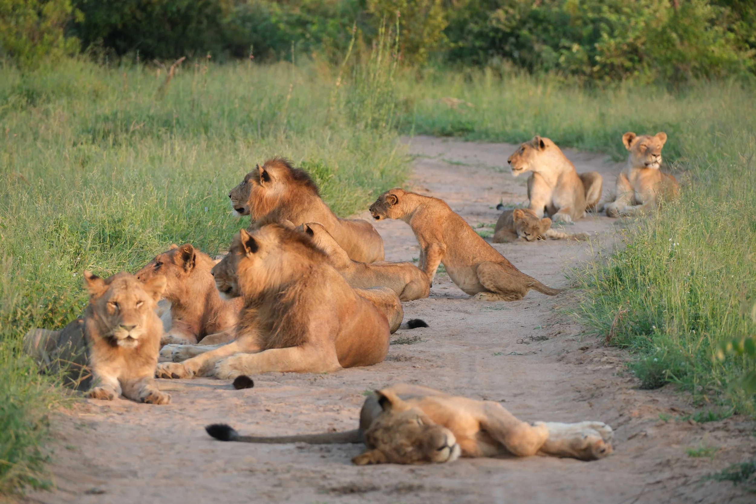 Group of lions resting on a dirt path surrounded by green grass and trees in a savannah landscape.