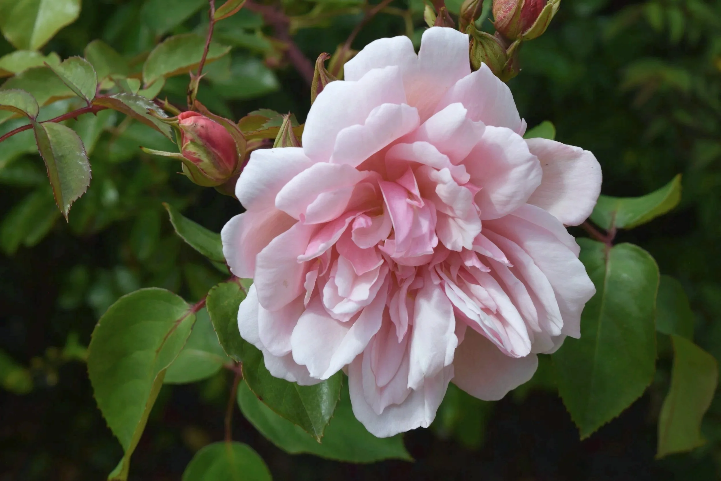 A close-up of a large, pale pink rose in full bloom with surrounding rosebuds and green leaves.