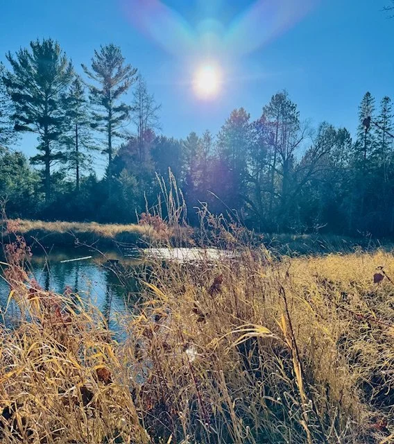 Guided Forest Therapy Walk for Small Group