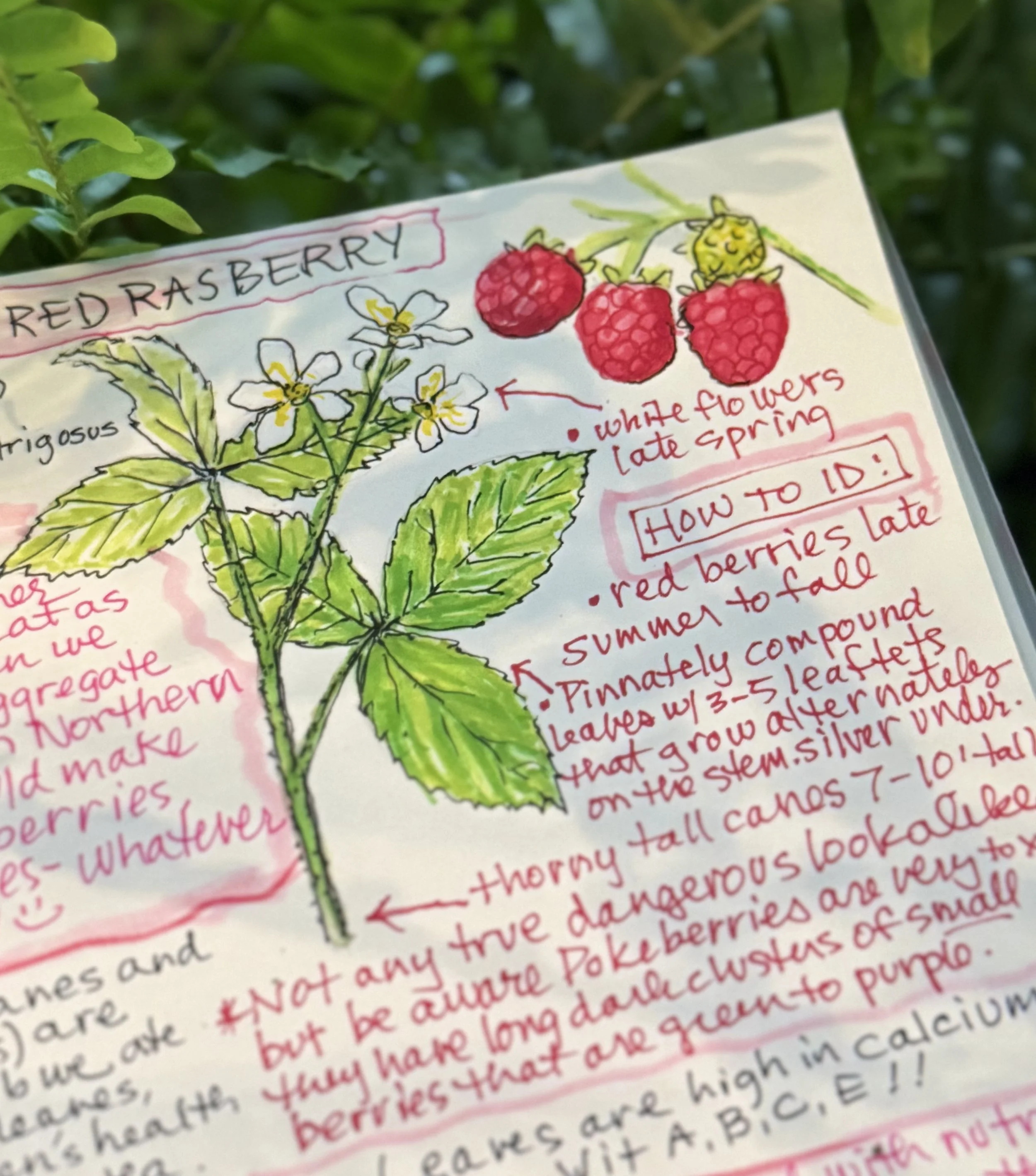 Introduction to Nature Journaling