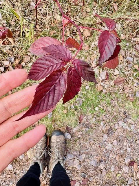 Nature Walk in Chequamegon/Nicolet National Forest (small group)