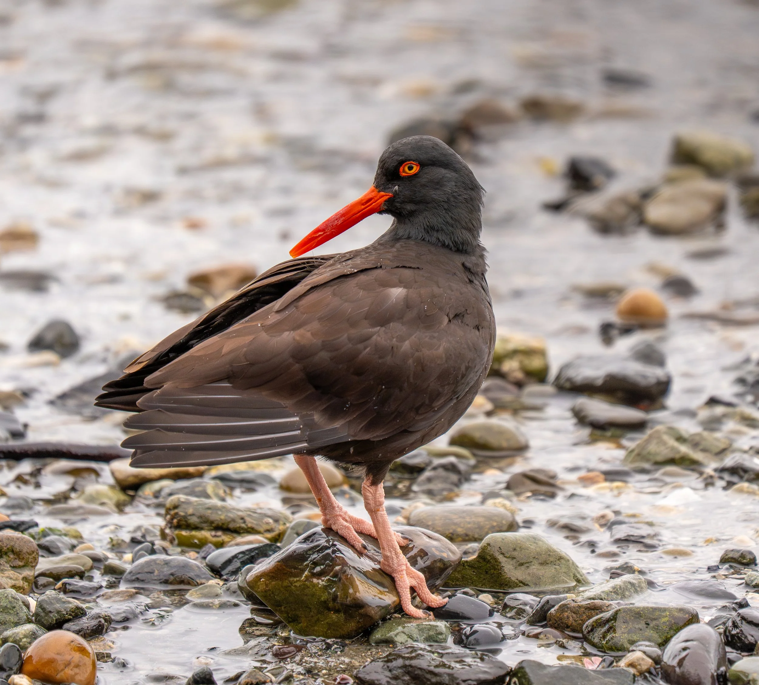 A black oystercatcher bird standing on rocks near the water, with a bright orange beak and orange eye ring.