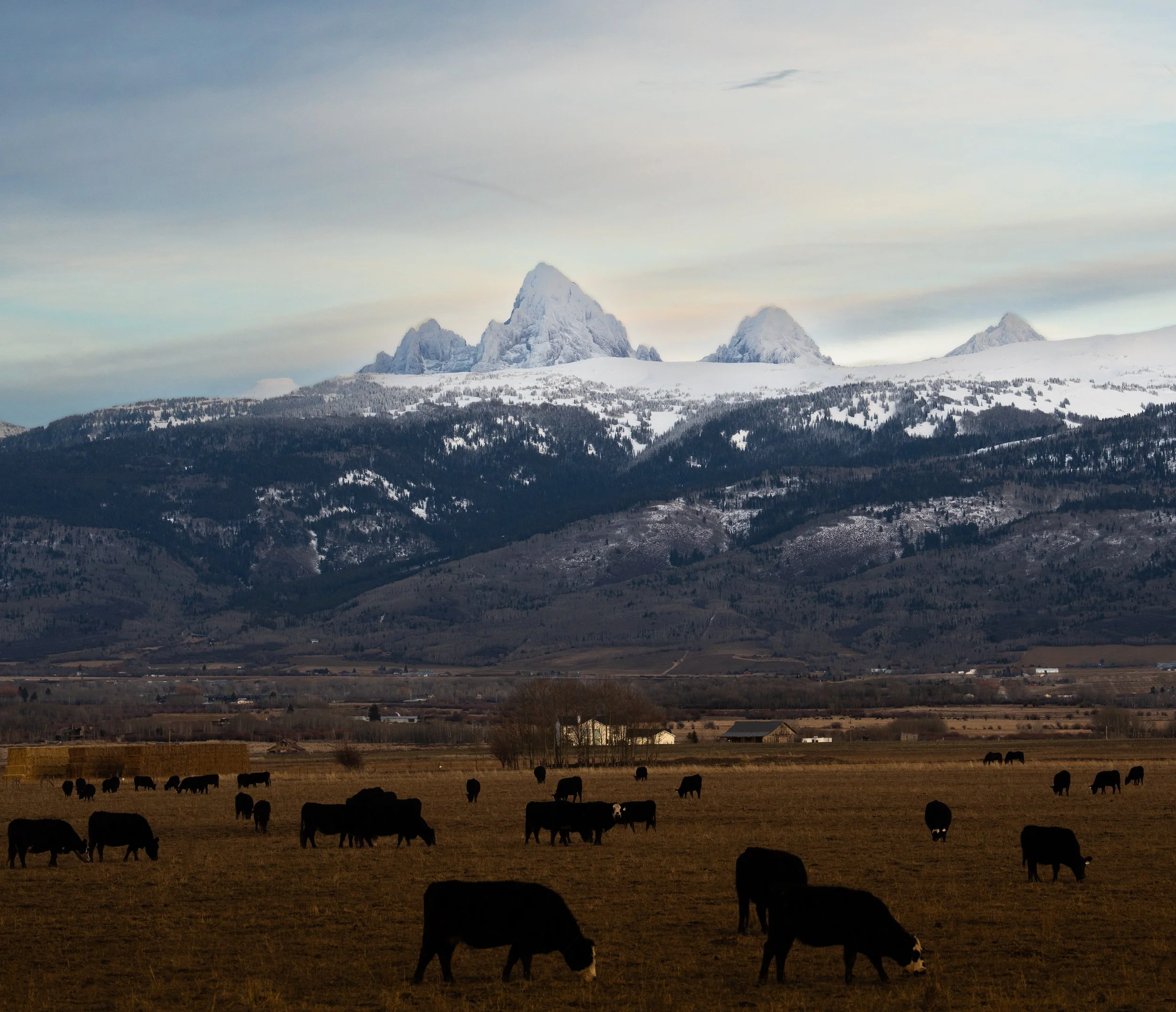 Grazing cattle in a field with mountains in the background under a cloudy sky.