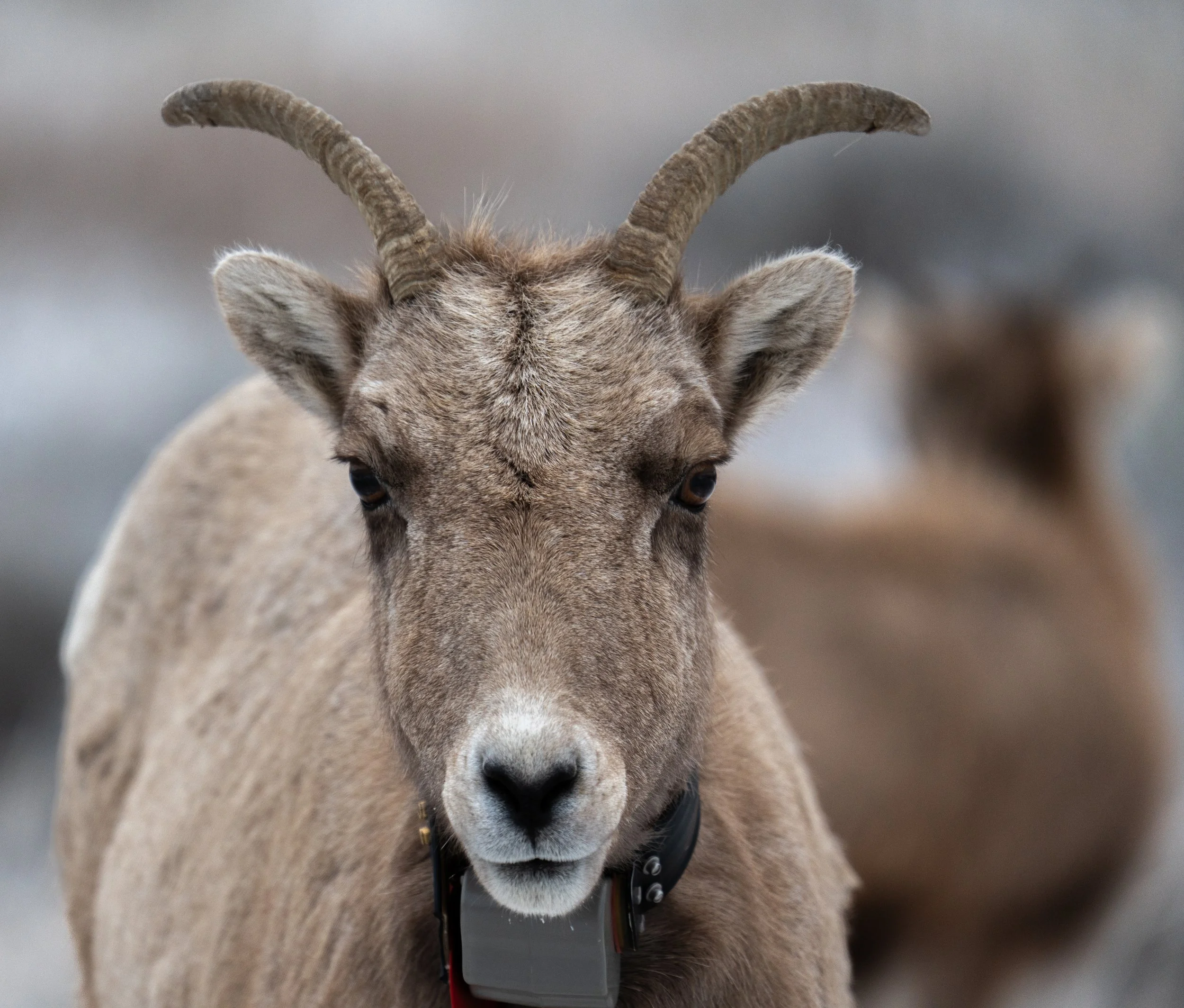 A close-up of a goat with curved horns and a collar, with another goat blurred in the background.