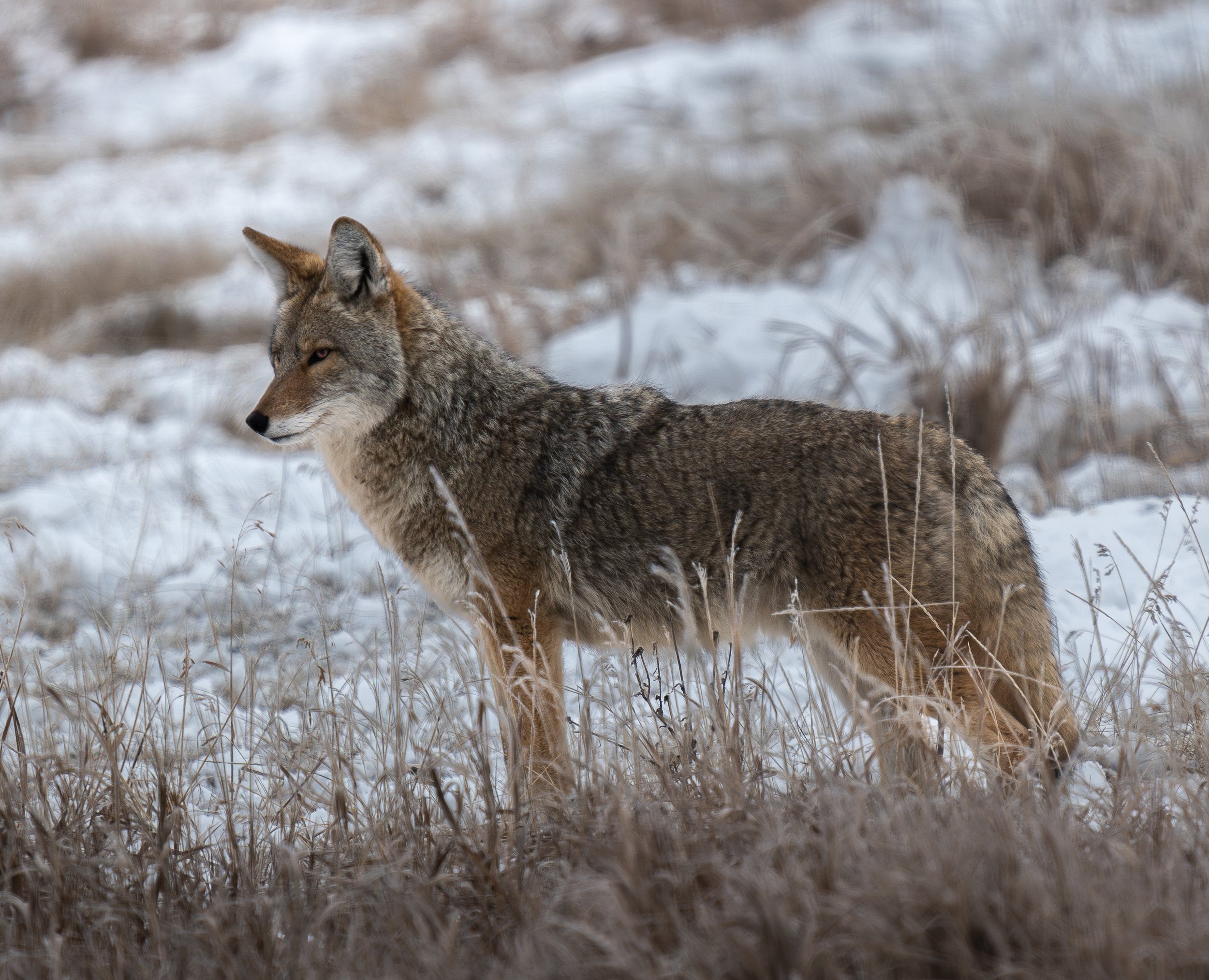 A coyote standing in snow-covered grassland with dried grass and patches of snow.