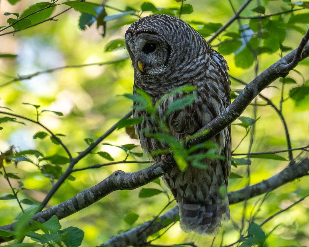 barredowl.jpg