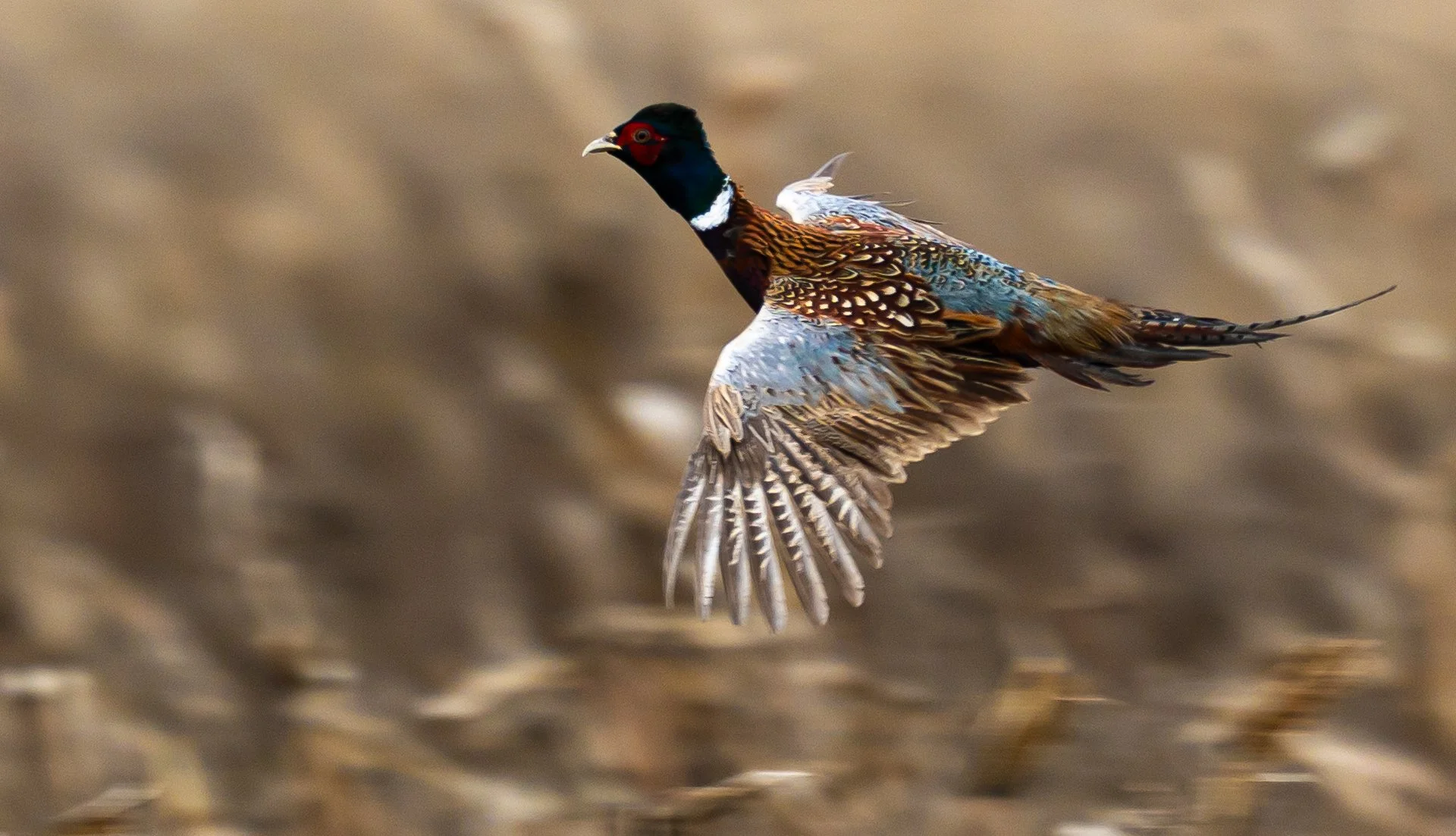 A male pheasant in flight with colorful plumage, including a dark green head, red face, and patterned brown and gold feathers, flying over a blurred brown background.