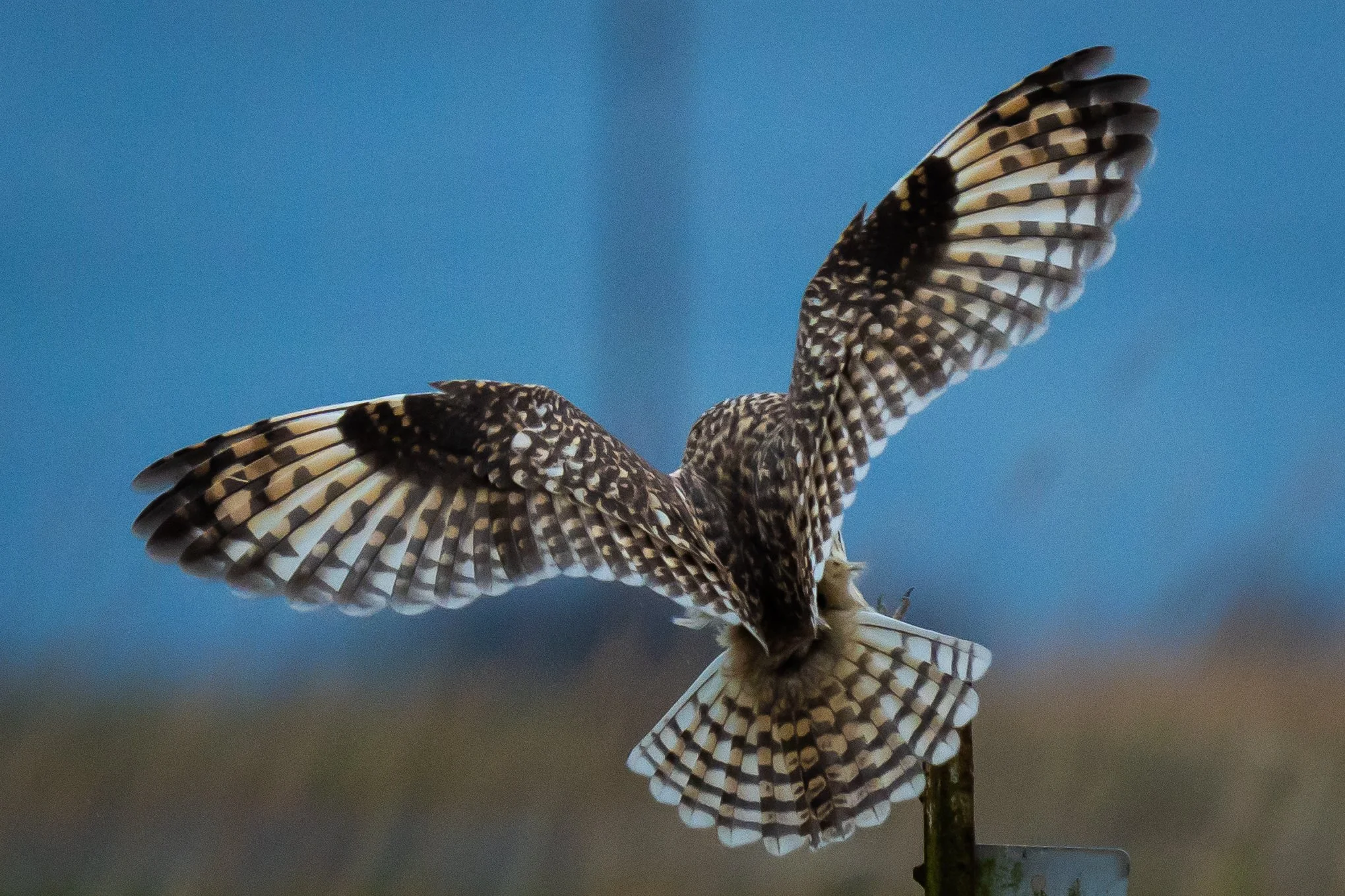 A bird of prey, possibly a hawk or falcon, landing on a perch with its wings spread wide, featuring patterned feathers and a blue sky background.