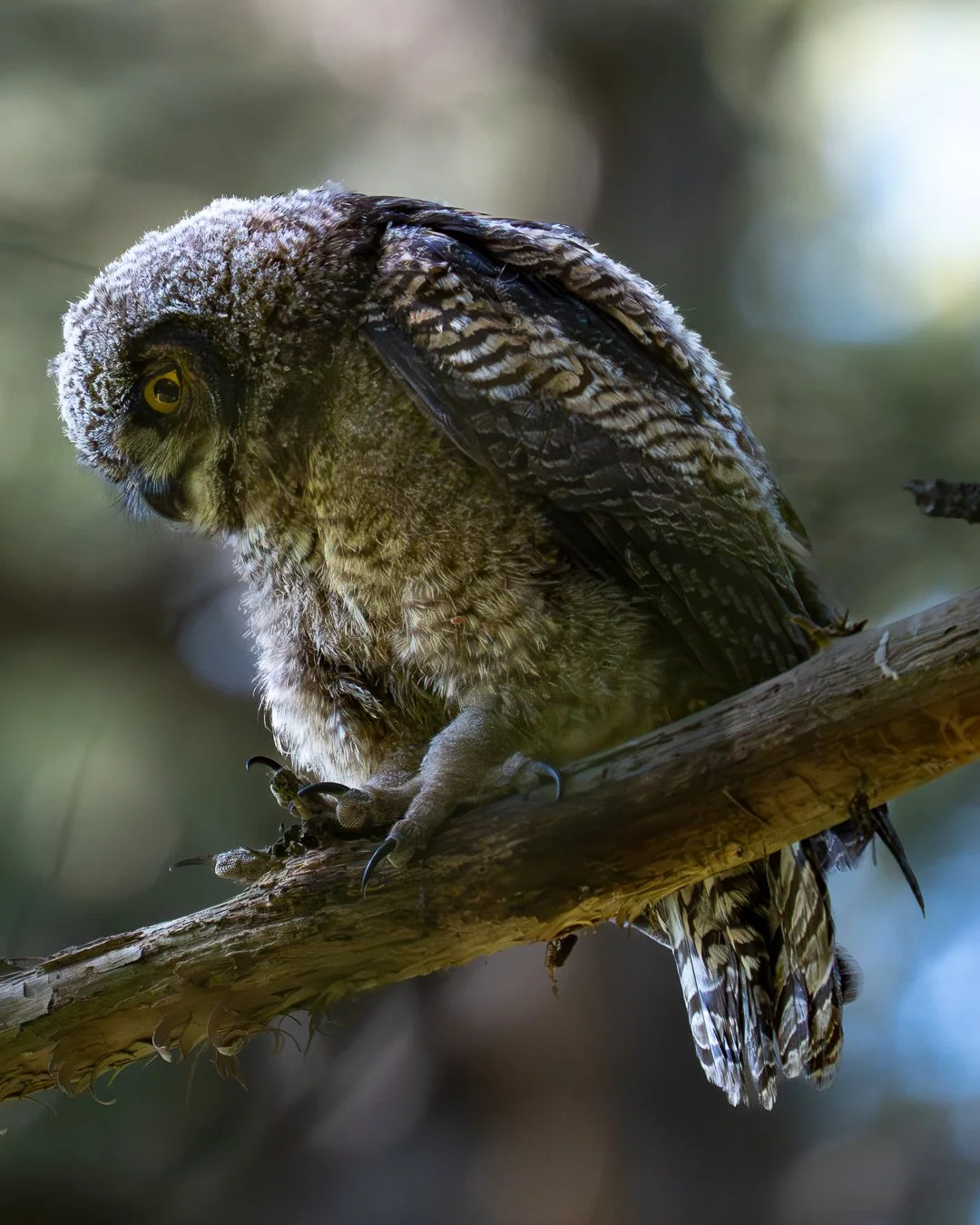 greathornedowlbaby.jpg