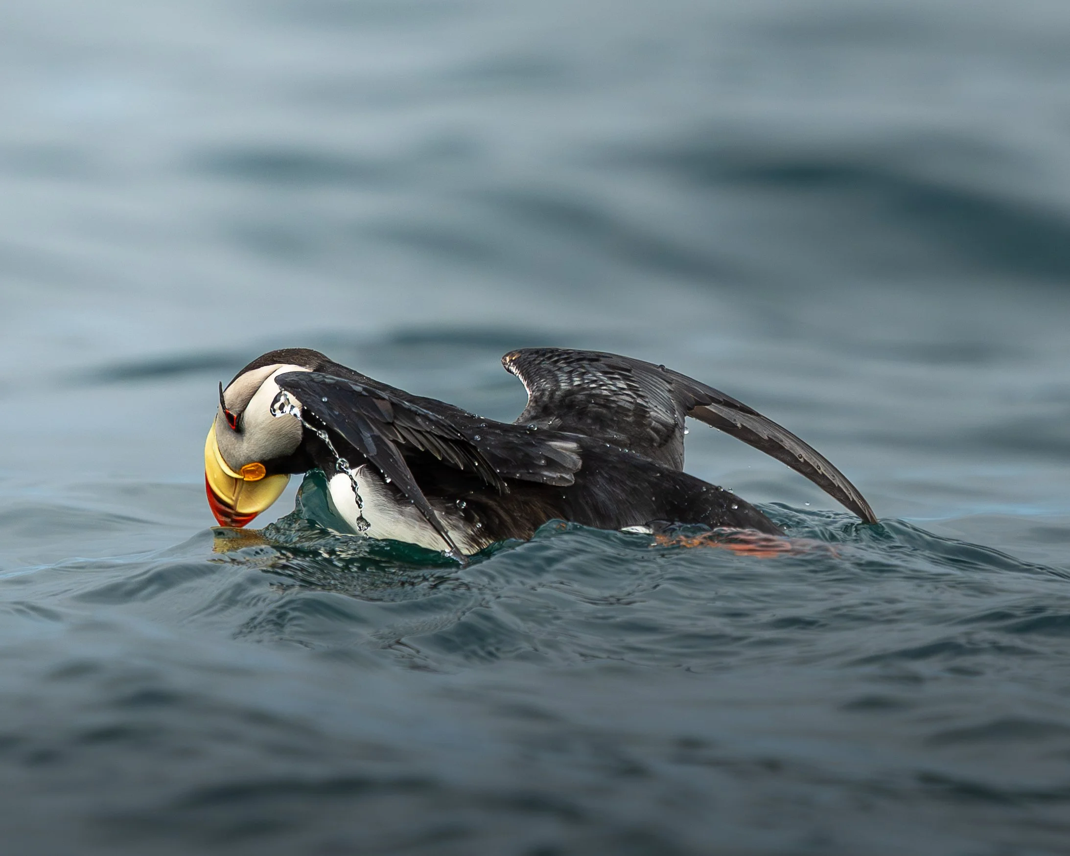 puffinswim-print.jpg