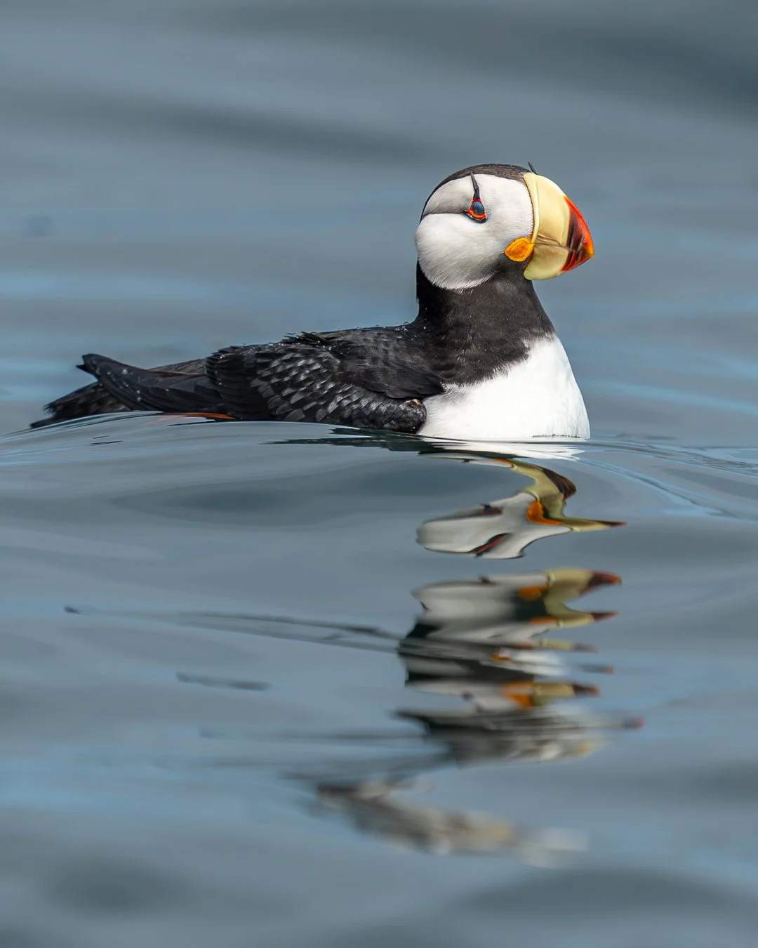puffin2.jpg