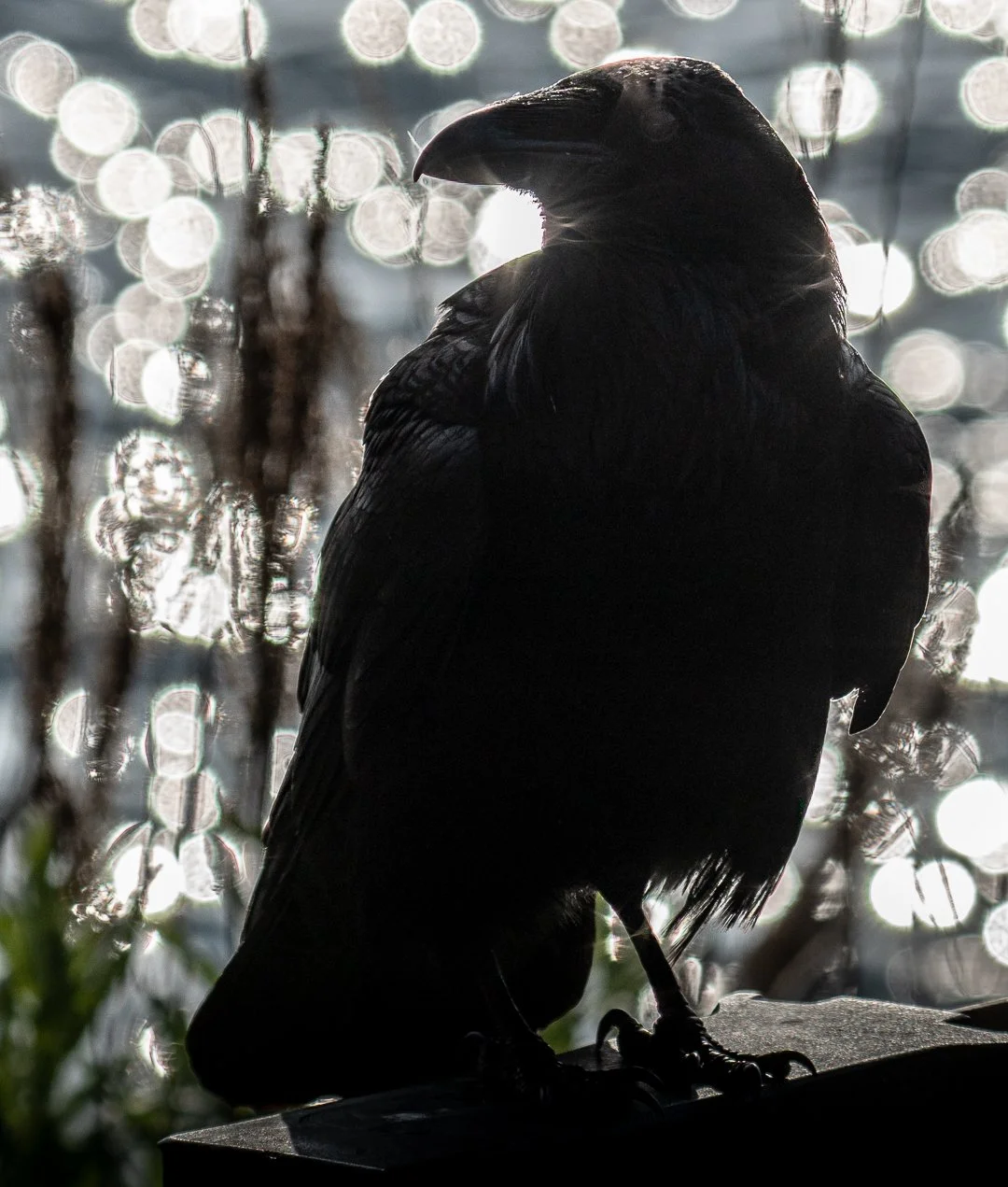 crowcrowcrow.jpg