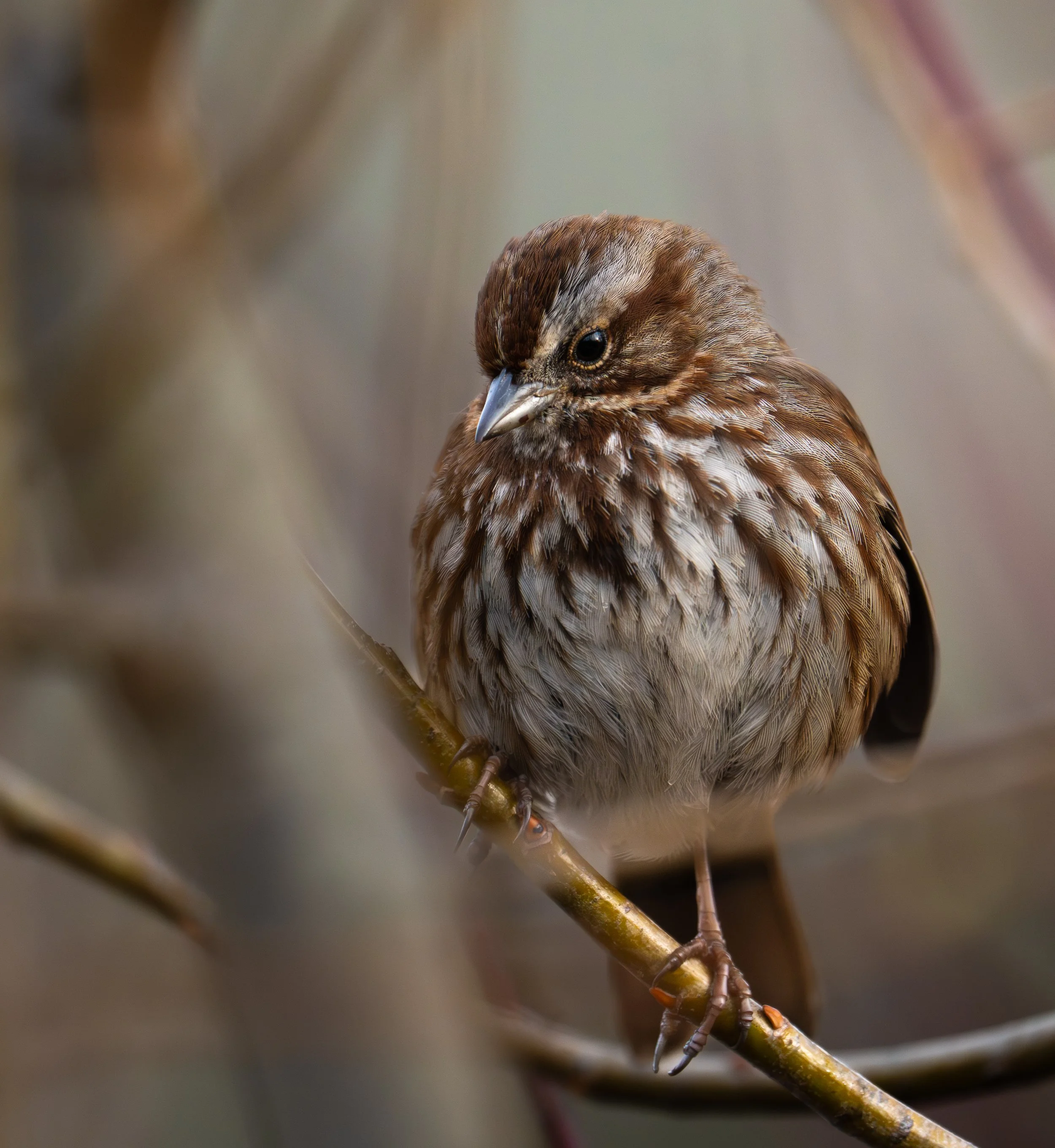 spottedtowhee.jpg