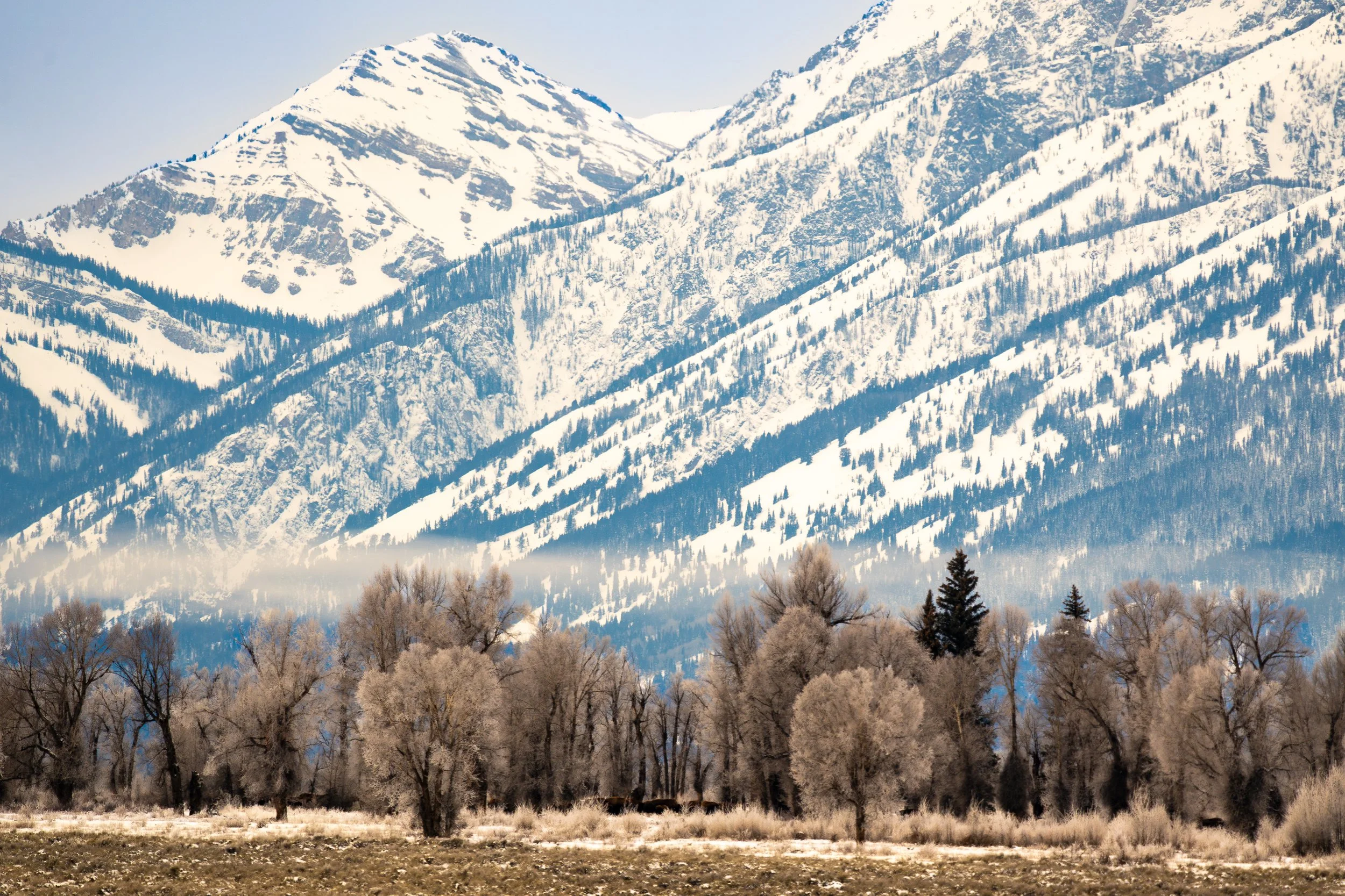 Snow-covered mountains with trees in the foreground and some mist or fog near the base of the mountains.