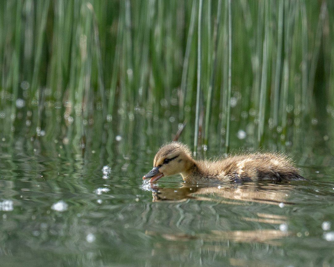 babyduck.jpg