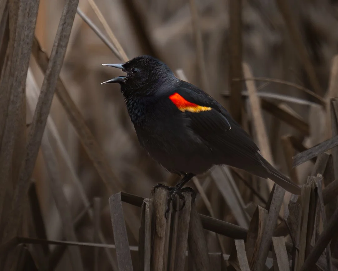 blackbirdsing2.jpg