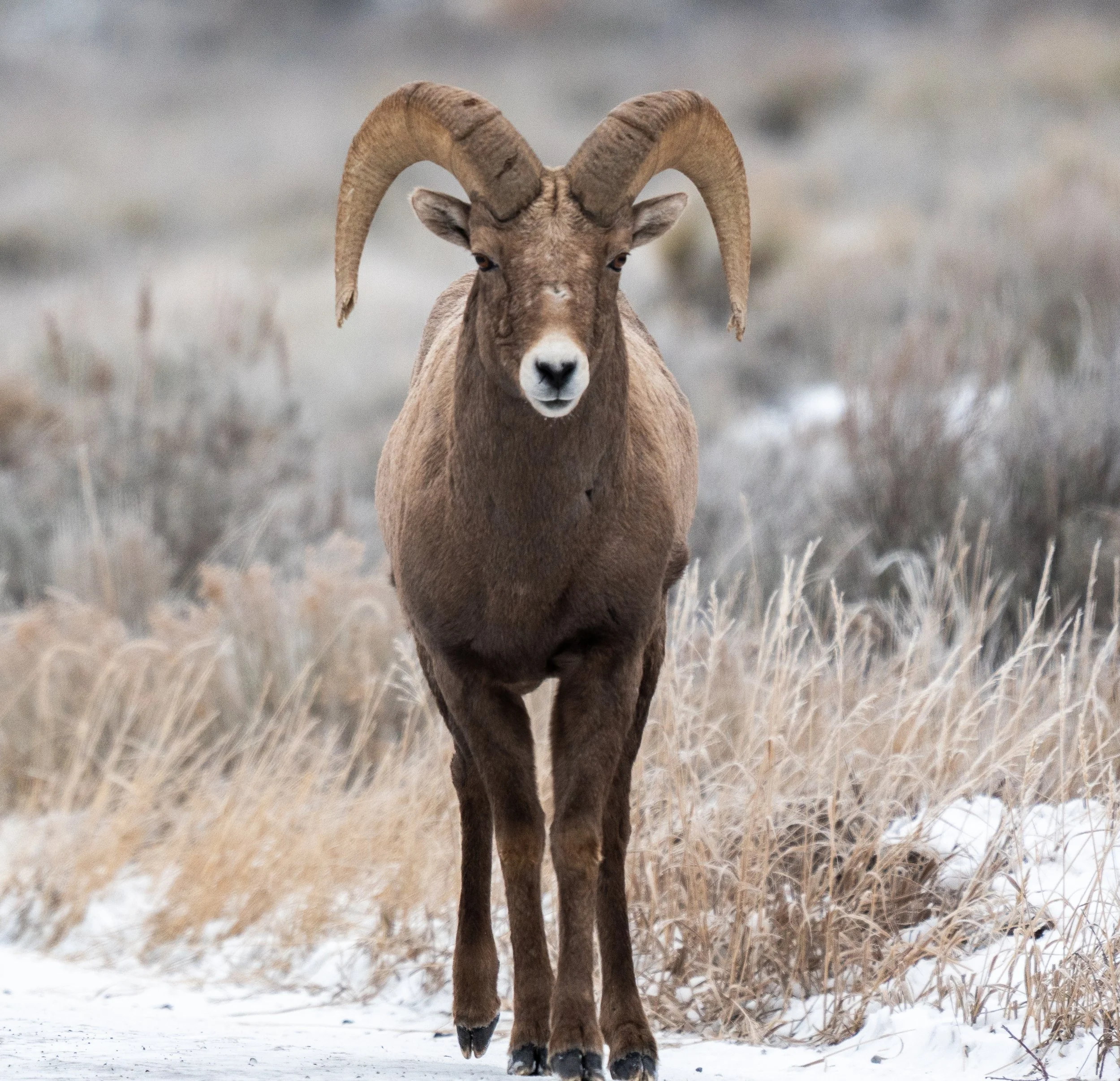 A bighorn sheep standing on snow-covered ground in a grassy field with dry, brown grasses and some snow patches, facing forward with large curved horns.