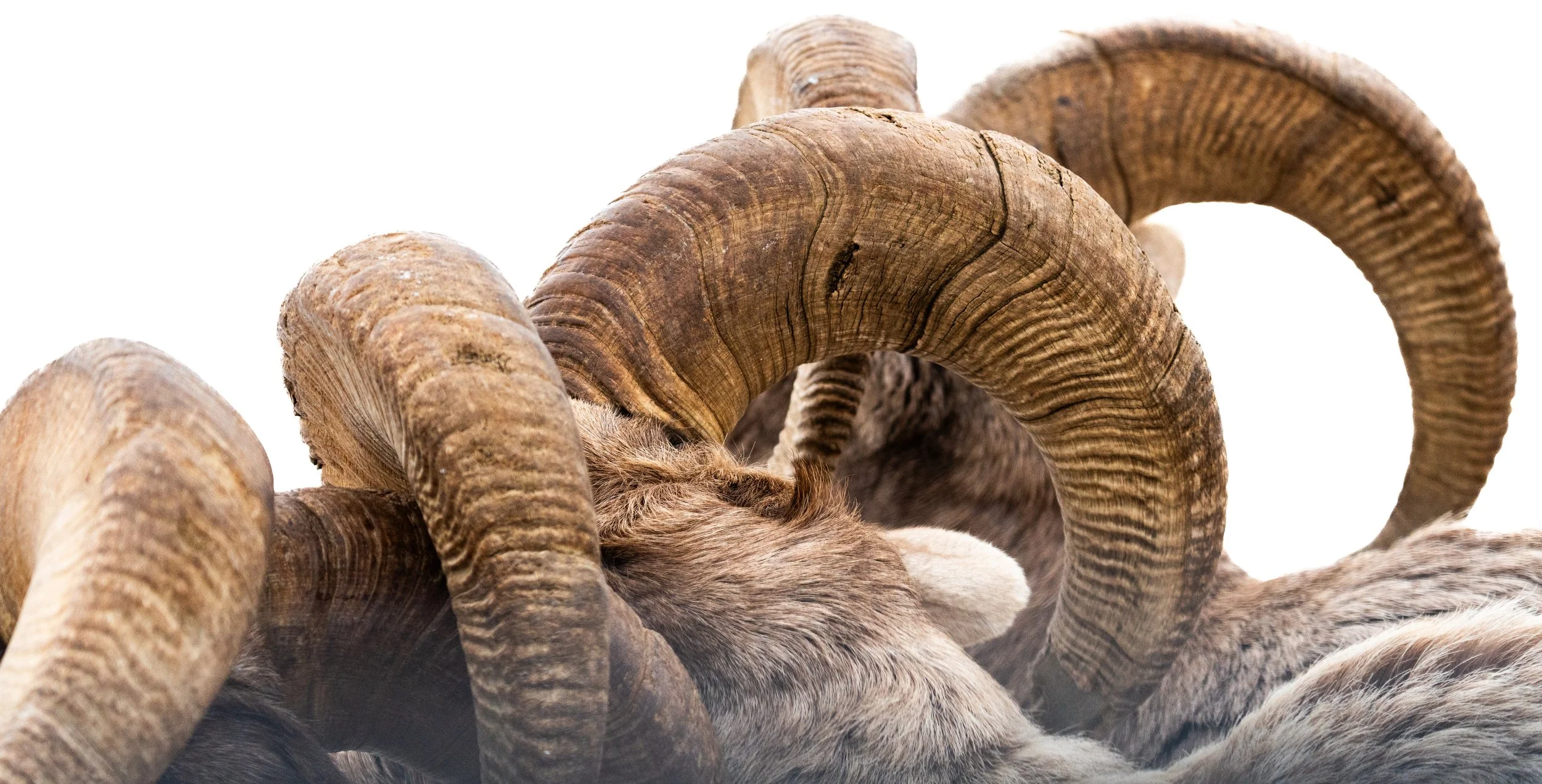 Close-up of a ram's curved horns with a light-colored, furry animal, possibly a sheep or goat, partially visible underneath.