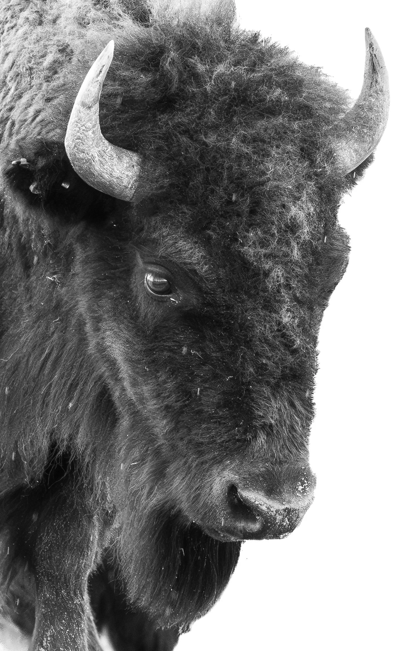 Close-up of a bison's face, showing its thick fur, curved horns, and dark eye.