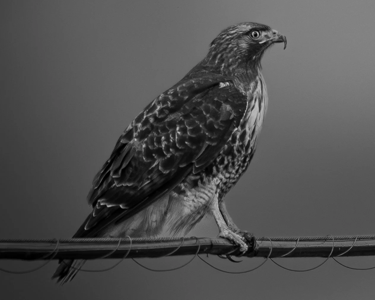 Black and white photo of a bird of prey, likely an eagle, perched on a wire or thin branch against a plain background.