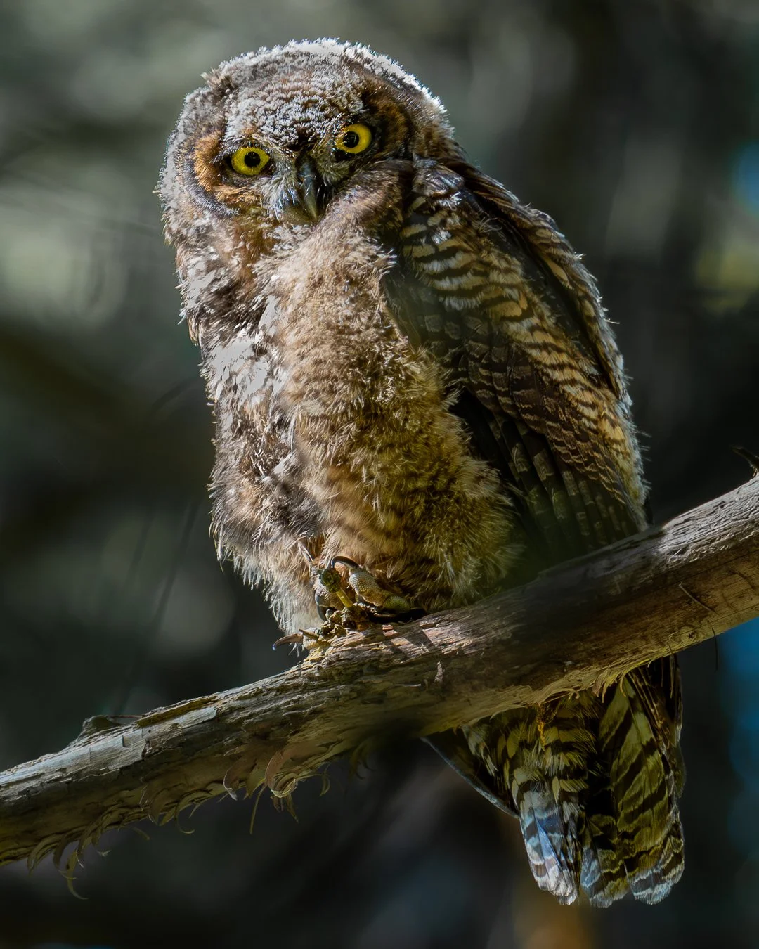 greathornedowlbaby-5.jpg