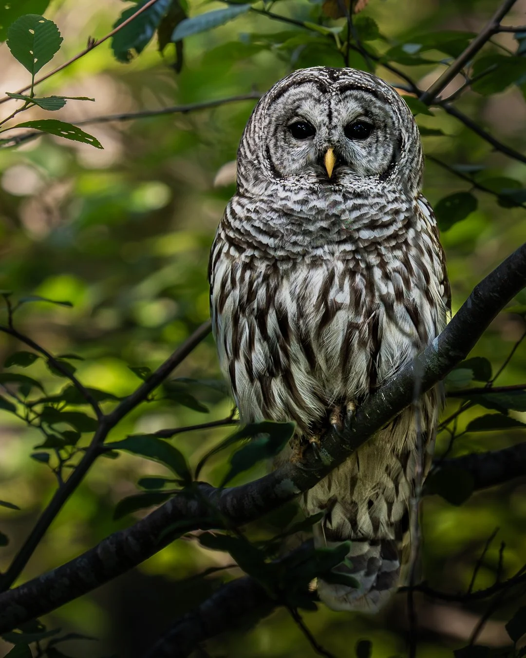 barredowl2.jpg