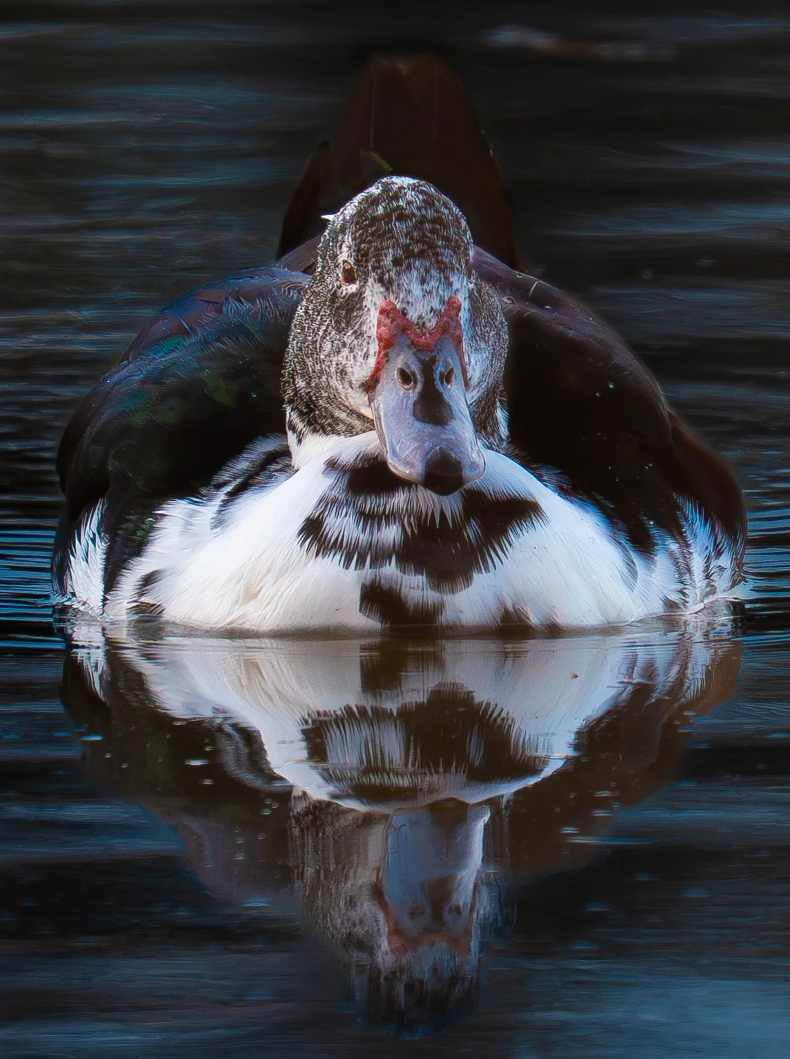 A Muscovy duck swimming on water, with its reflection visible.