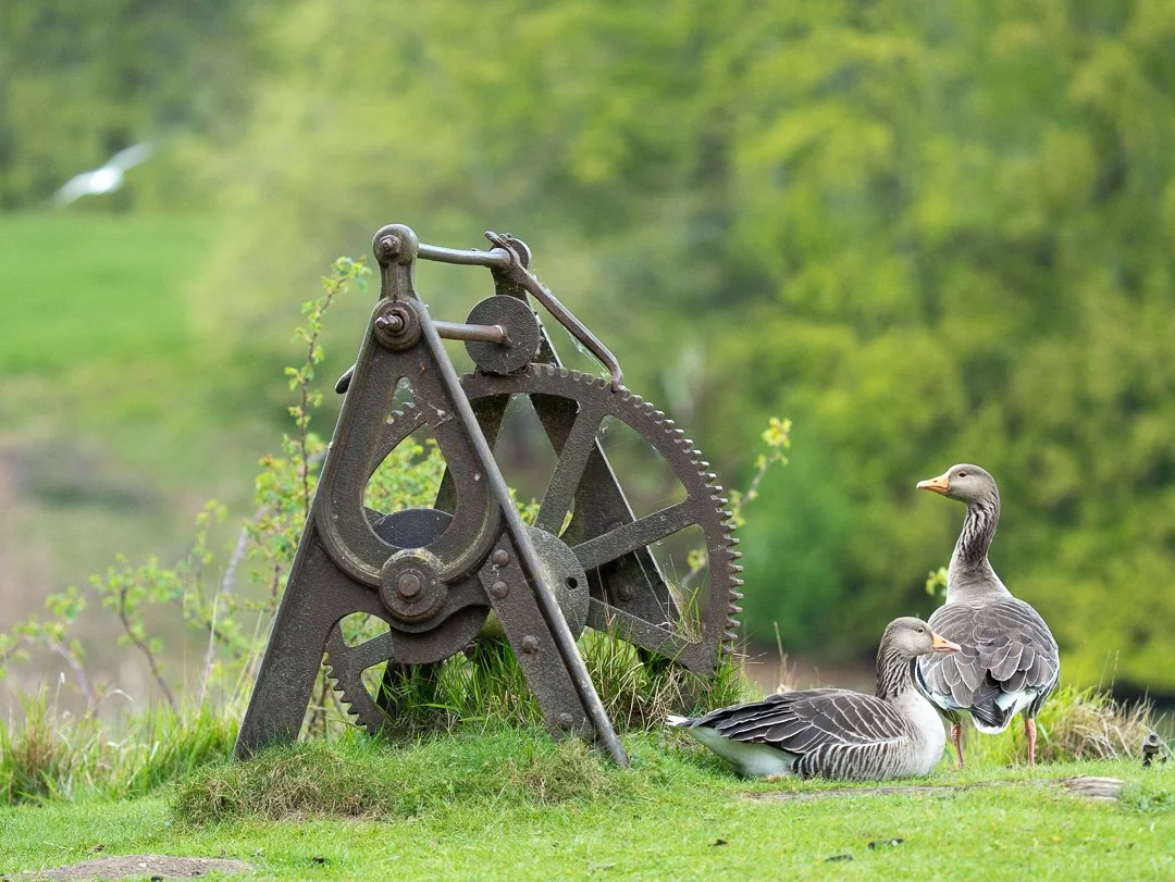 goose-wheel.jpg