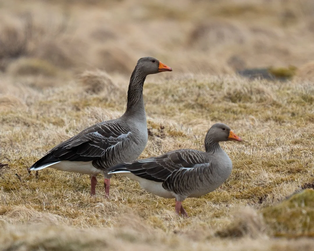 goose-3.jpg