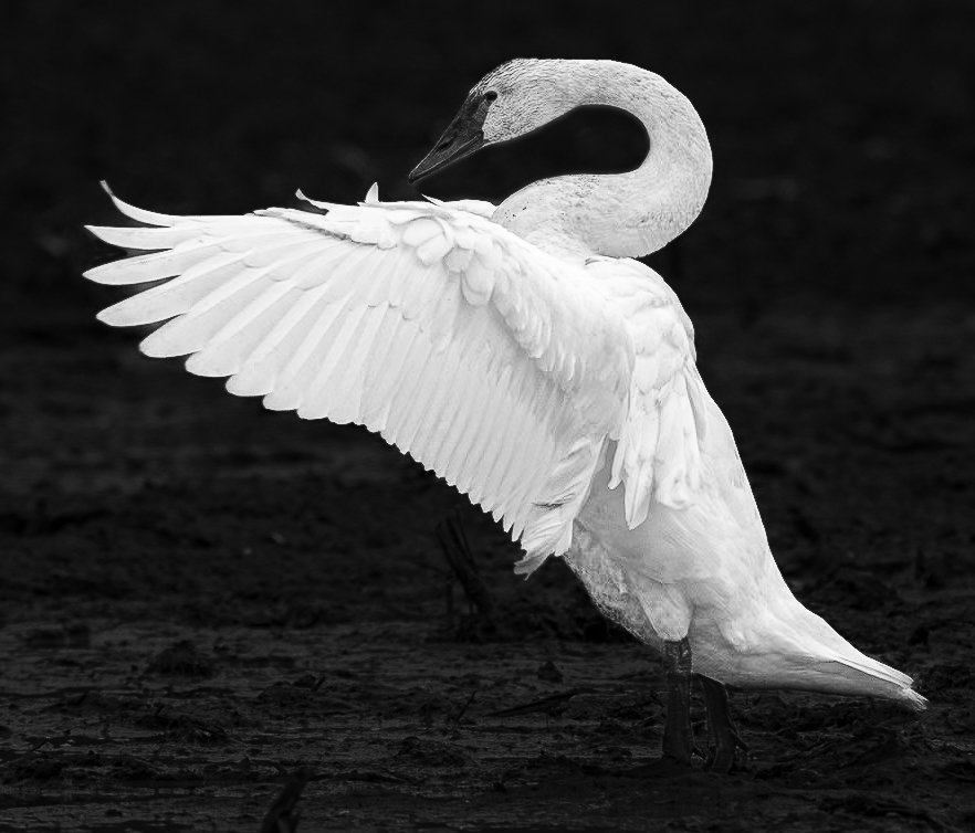 swan_in.jpg
