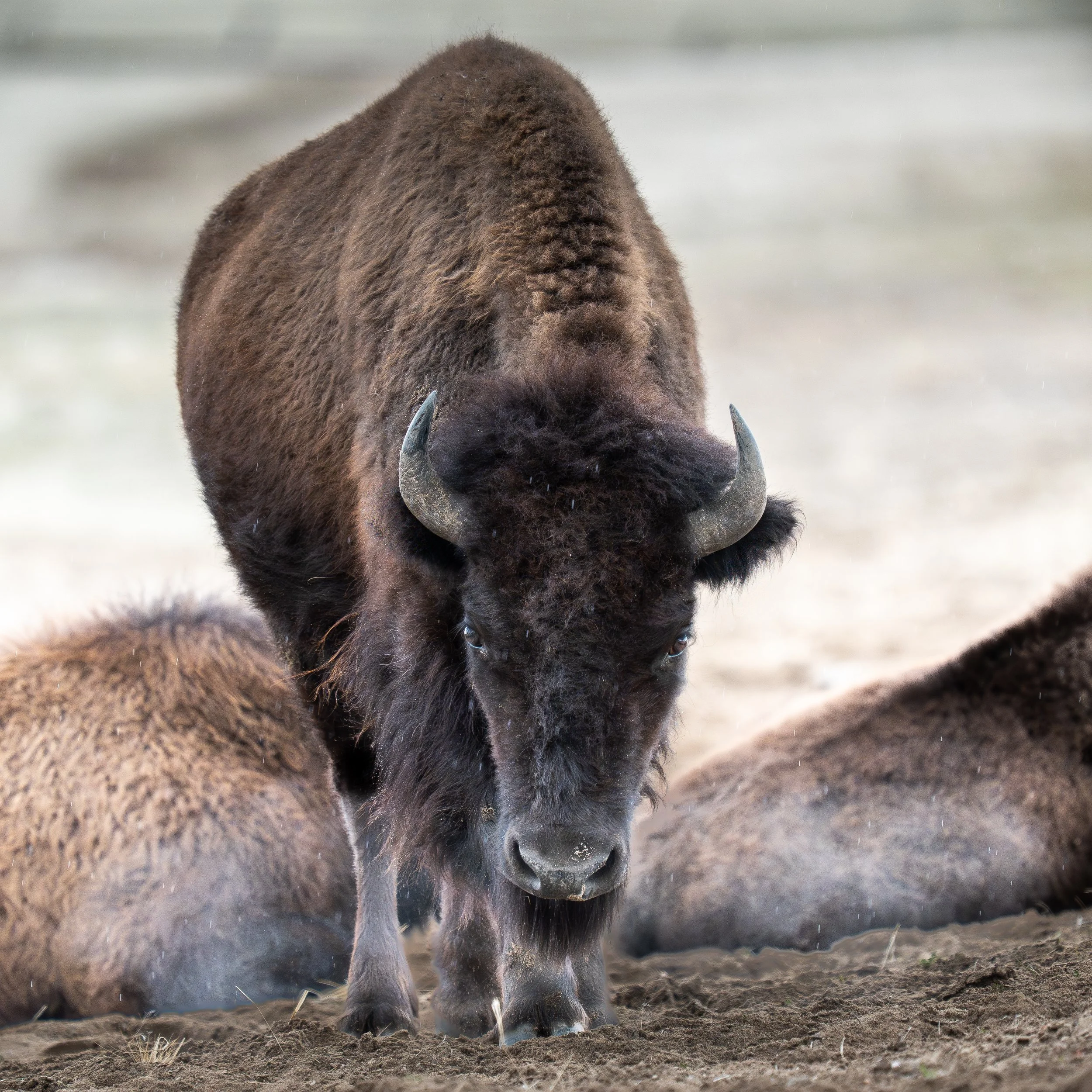 A bison standing on dirt, with other bison lying down in the background.