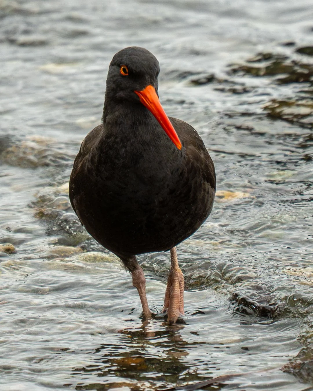 oystercatcher-3.jpg