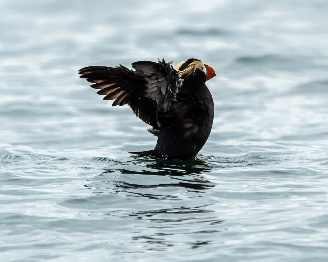 puffin3.jpg