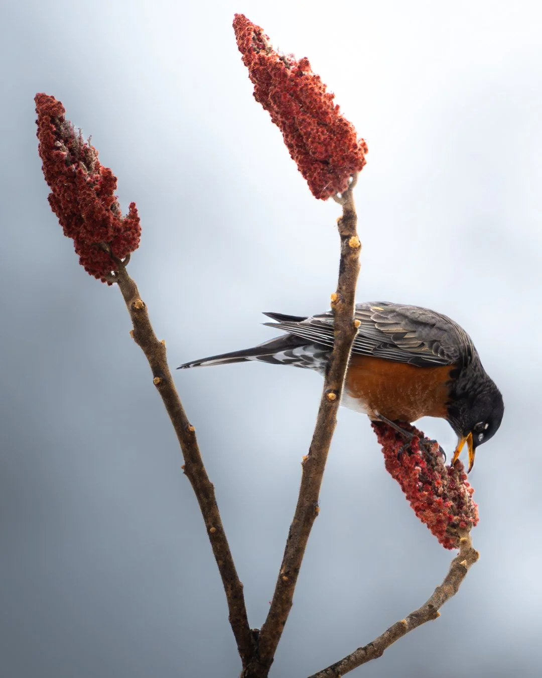 robin-5.jpg