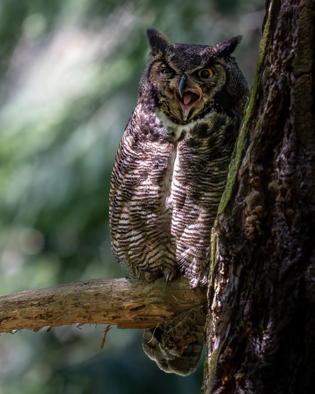 greathornedowltongue.jpg