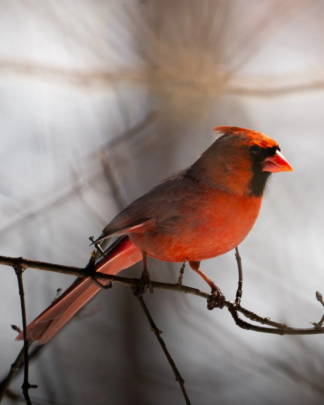 cardinal3.jpg