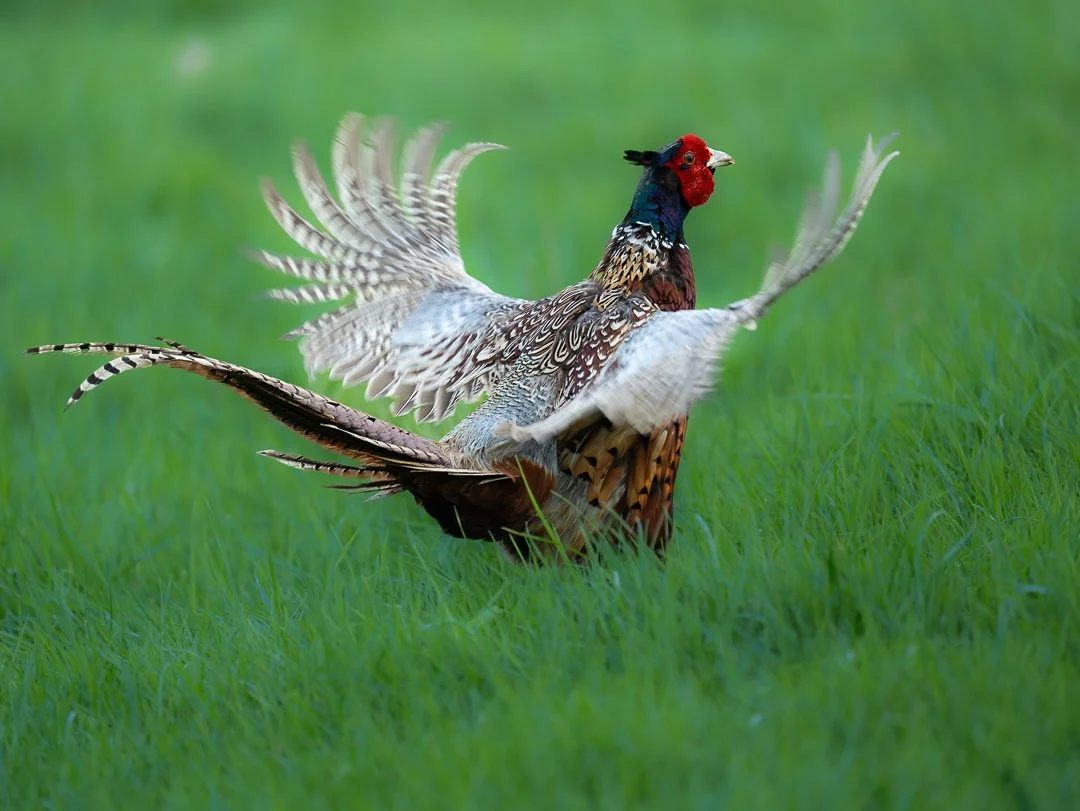 red-neck-pheasant.jpg
